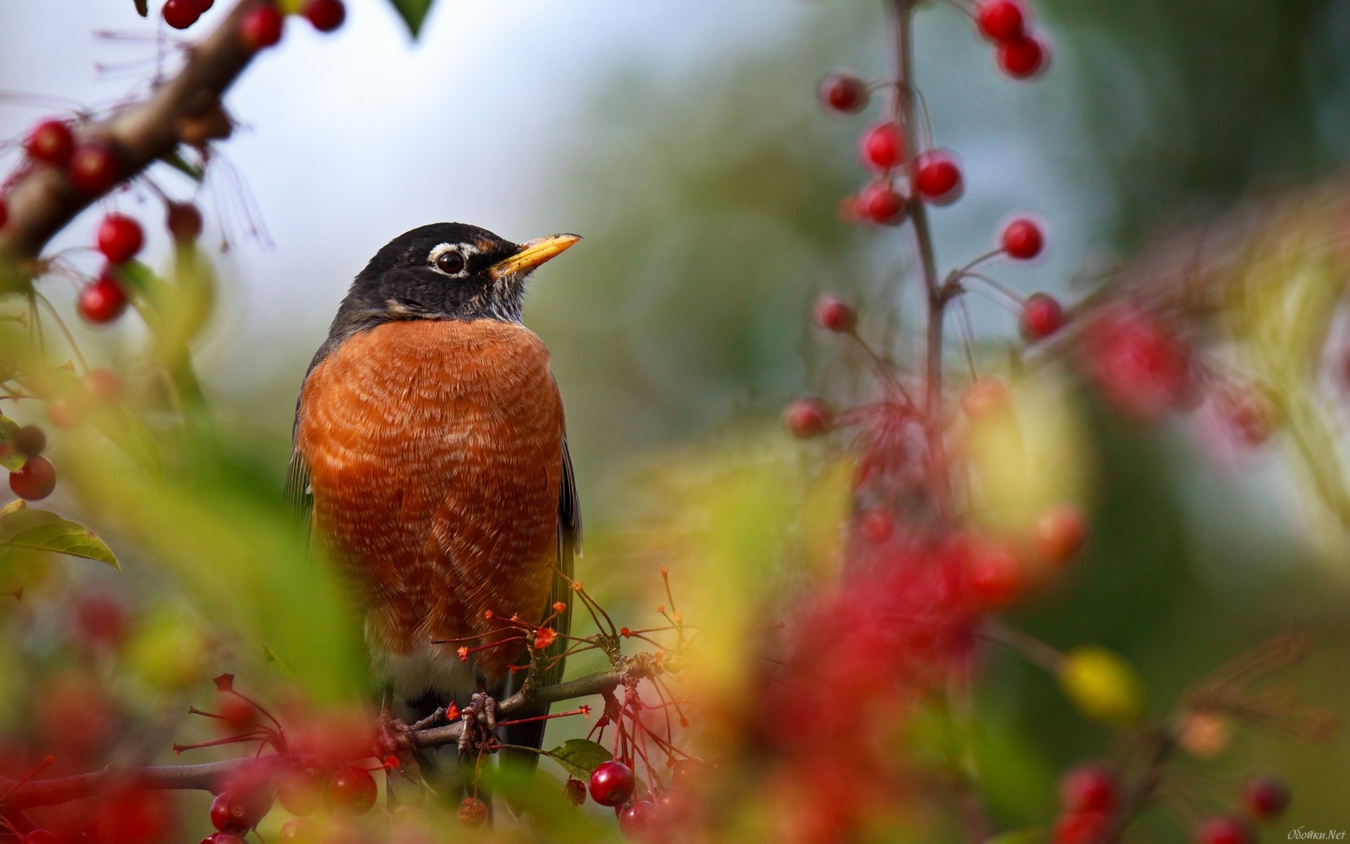 Téléchargez des papiers peints mobile Animaux, Oiseau gratuitement.