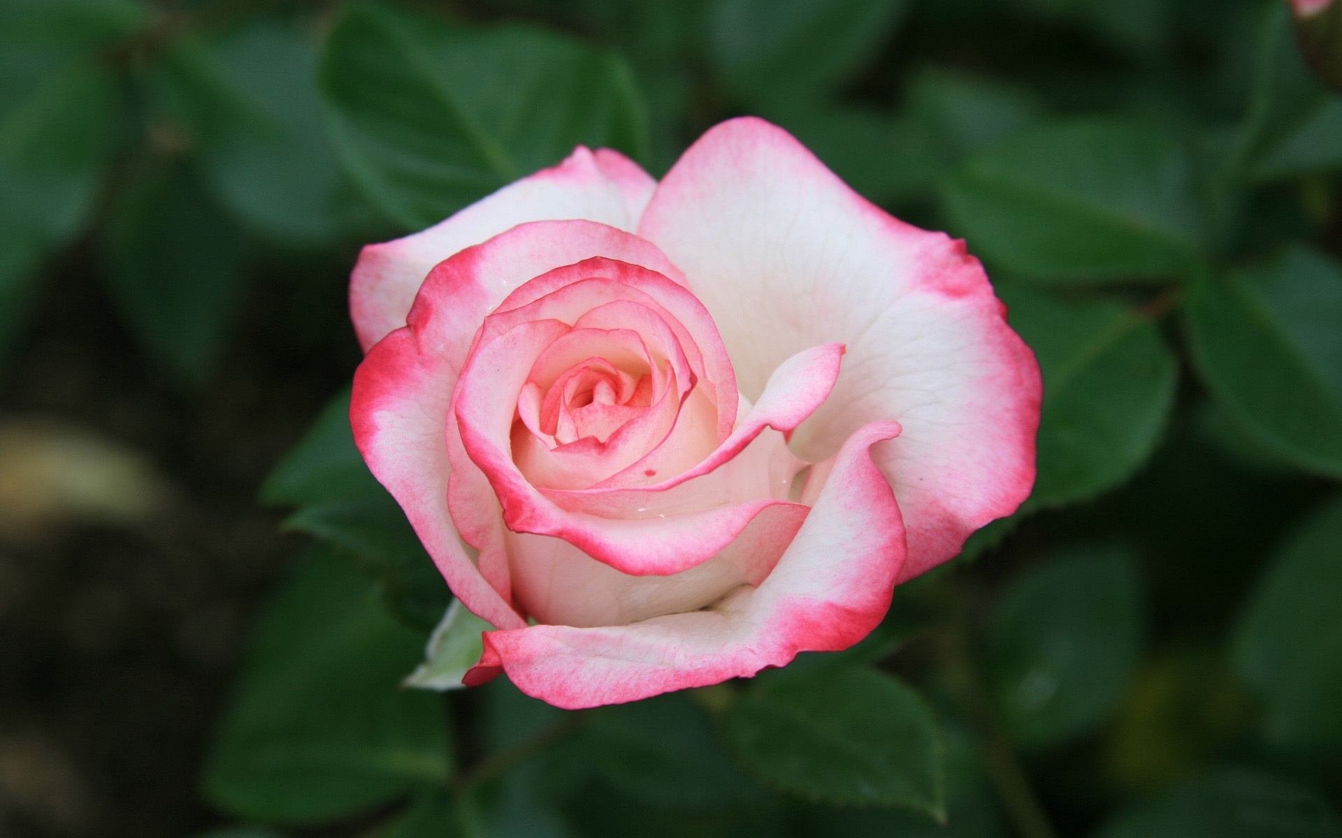 Descarga gratuita de fondo de pantalla para móvil de Flores, Rosa, Tierra/naturaleza.