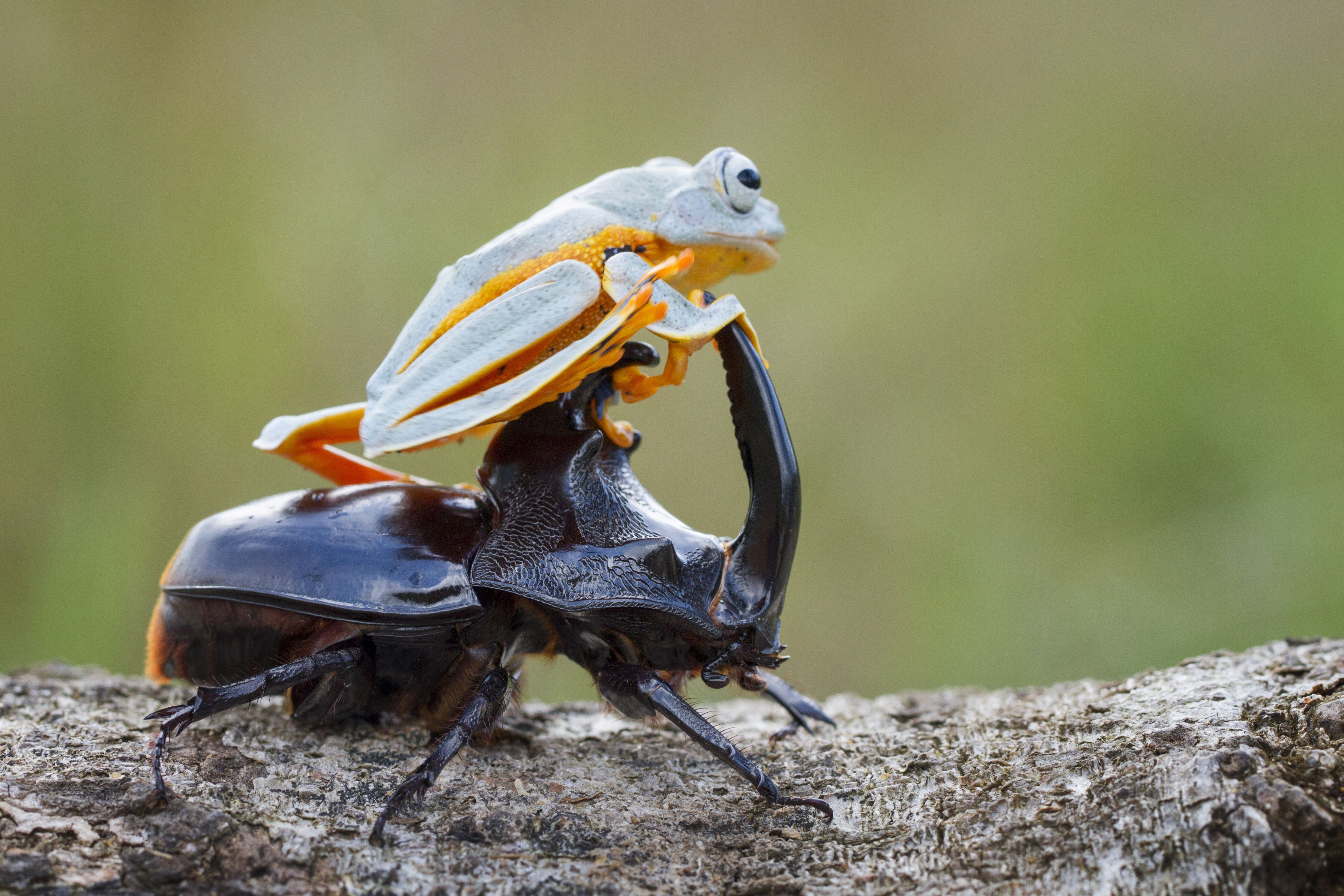 Laden Sie das Tiere, Frösche, Käfer, Frosch-Bild kostenlos auf Ihren PC-Desktop herunter