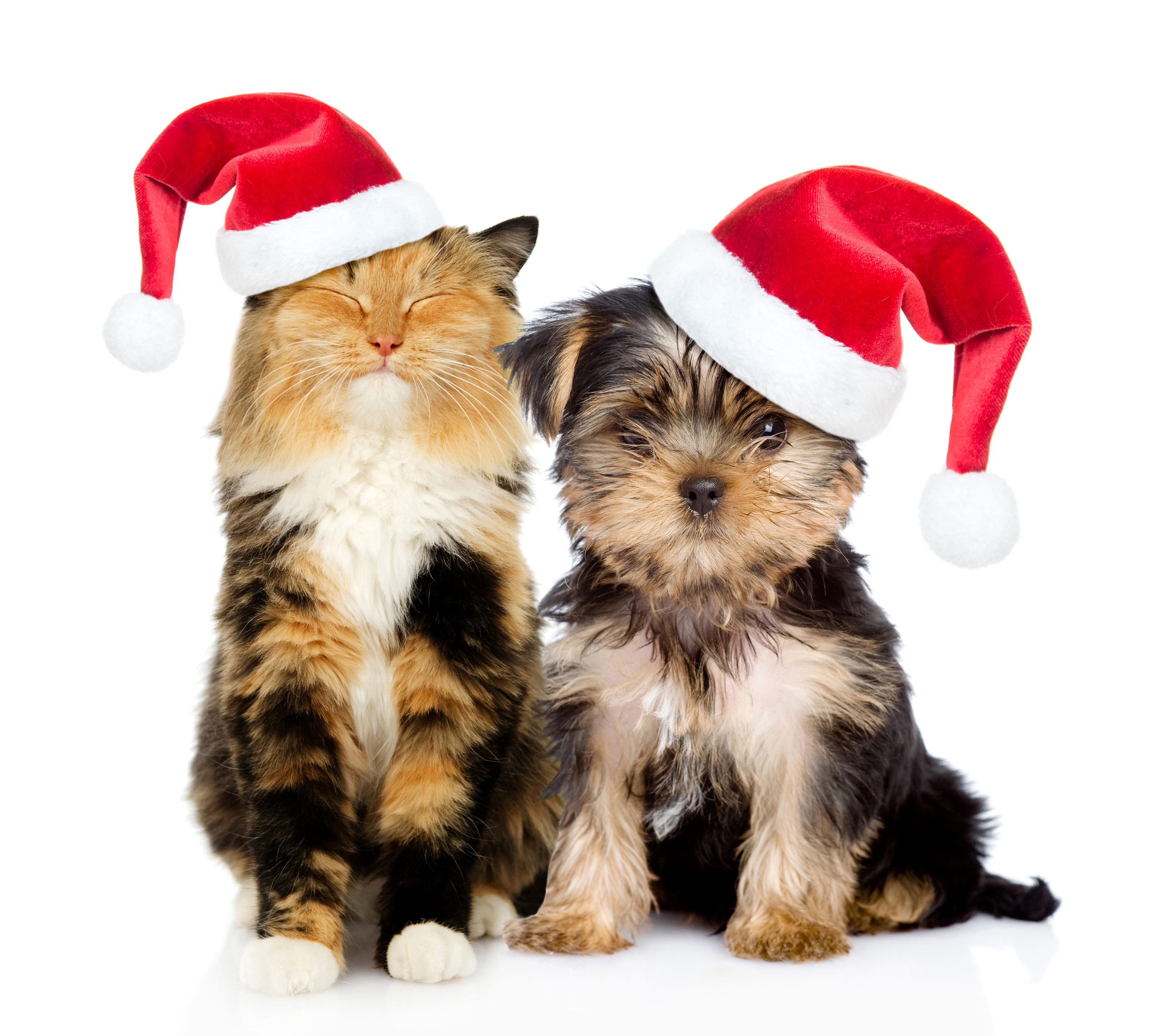 Handy-Wallpaper Tiere, Weihnachten, Katze, Hund, Feiertag, Weihnachtsmütze, Katz & Hund kostenlos herunterladen.