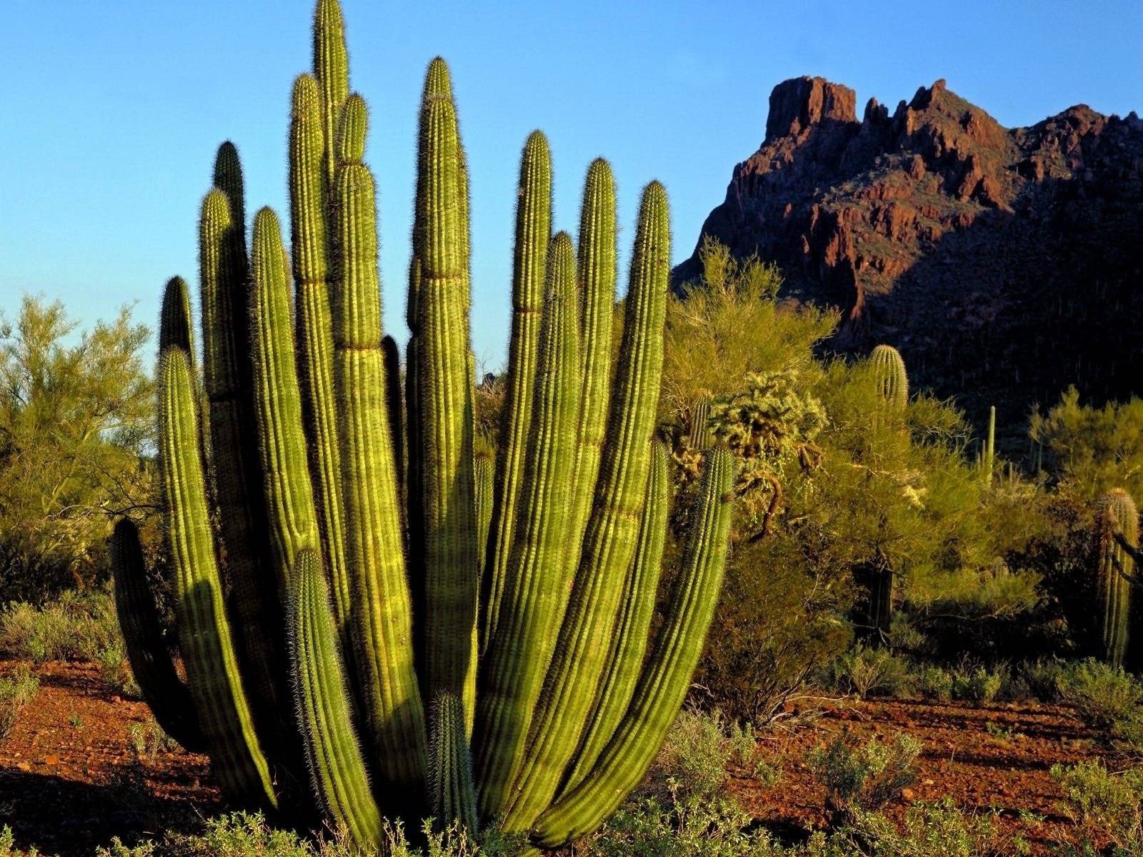 Free download wallpaper Nature, Earth, Cactus on your PC desktop