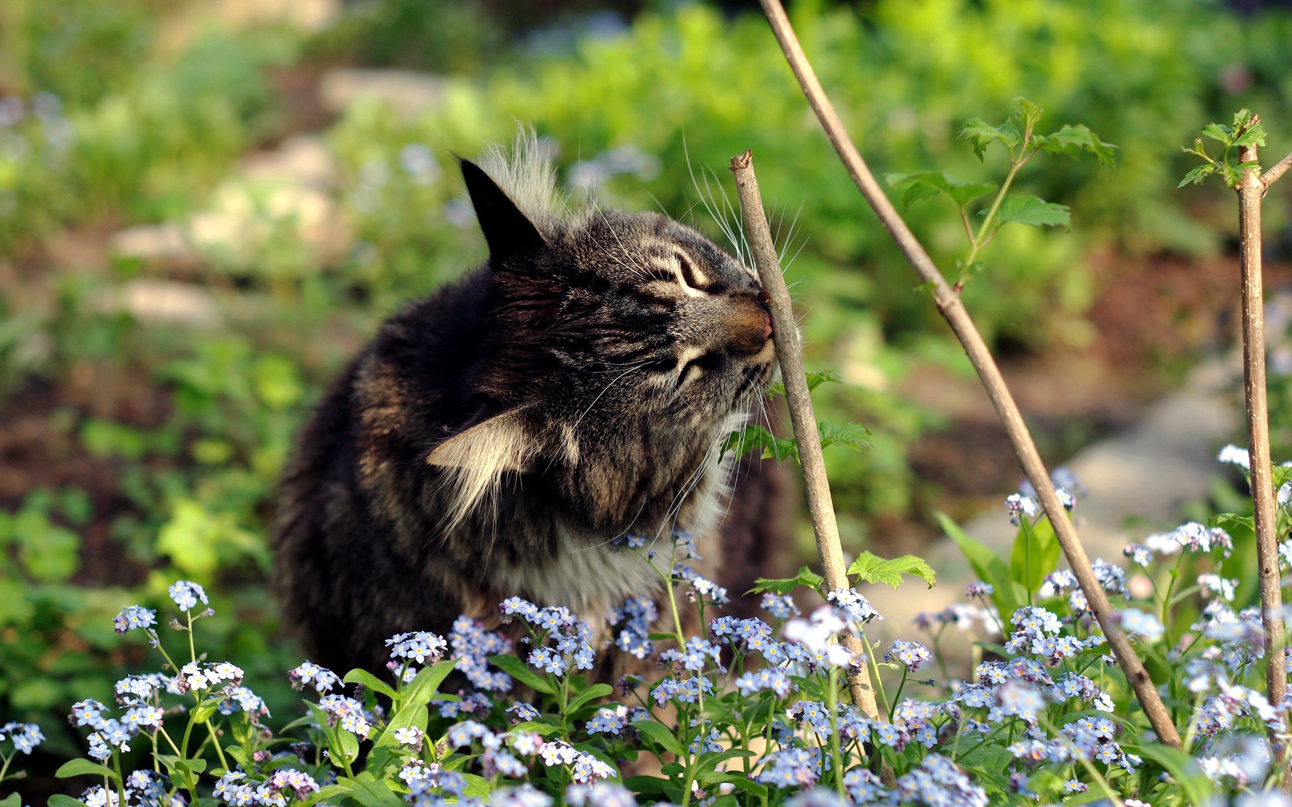 Download mobile wallpaper Grass, Branches, Cat, Animals, Flowers for free.