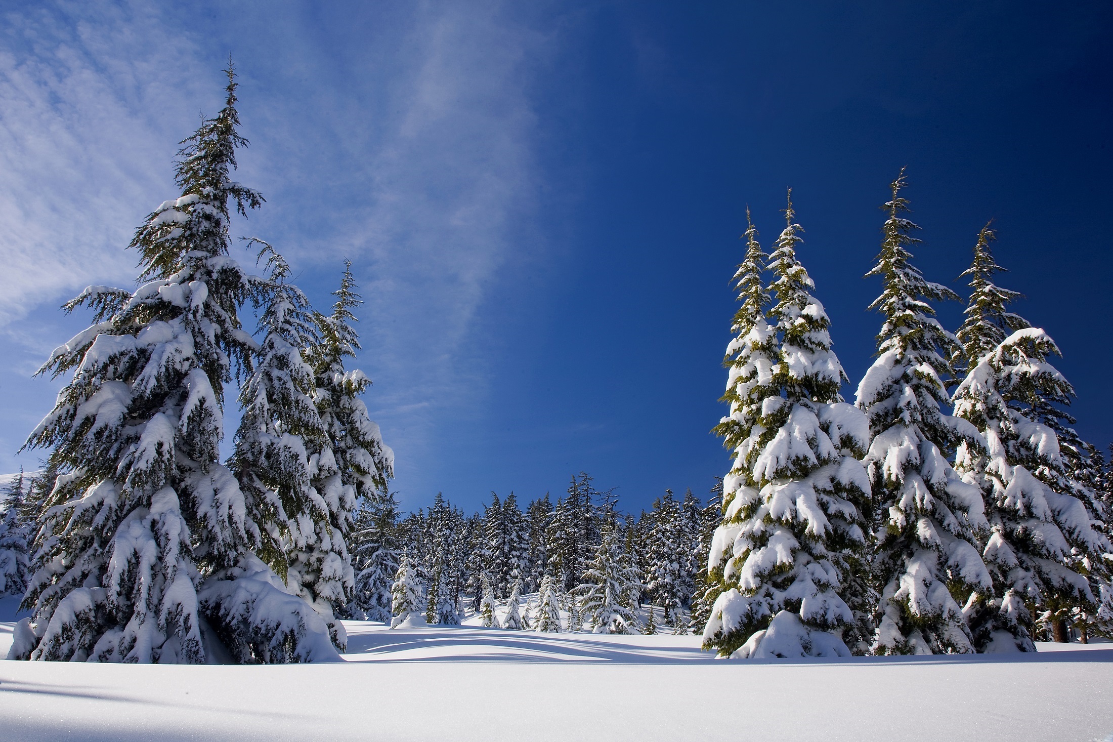 Download mobile wallpaper Winter, Nature, Snow, Forest, Earth for free.