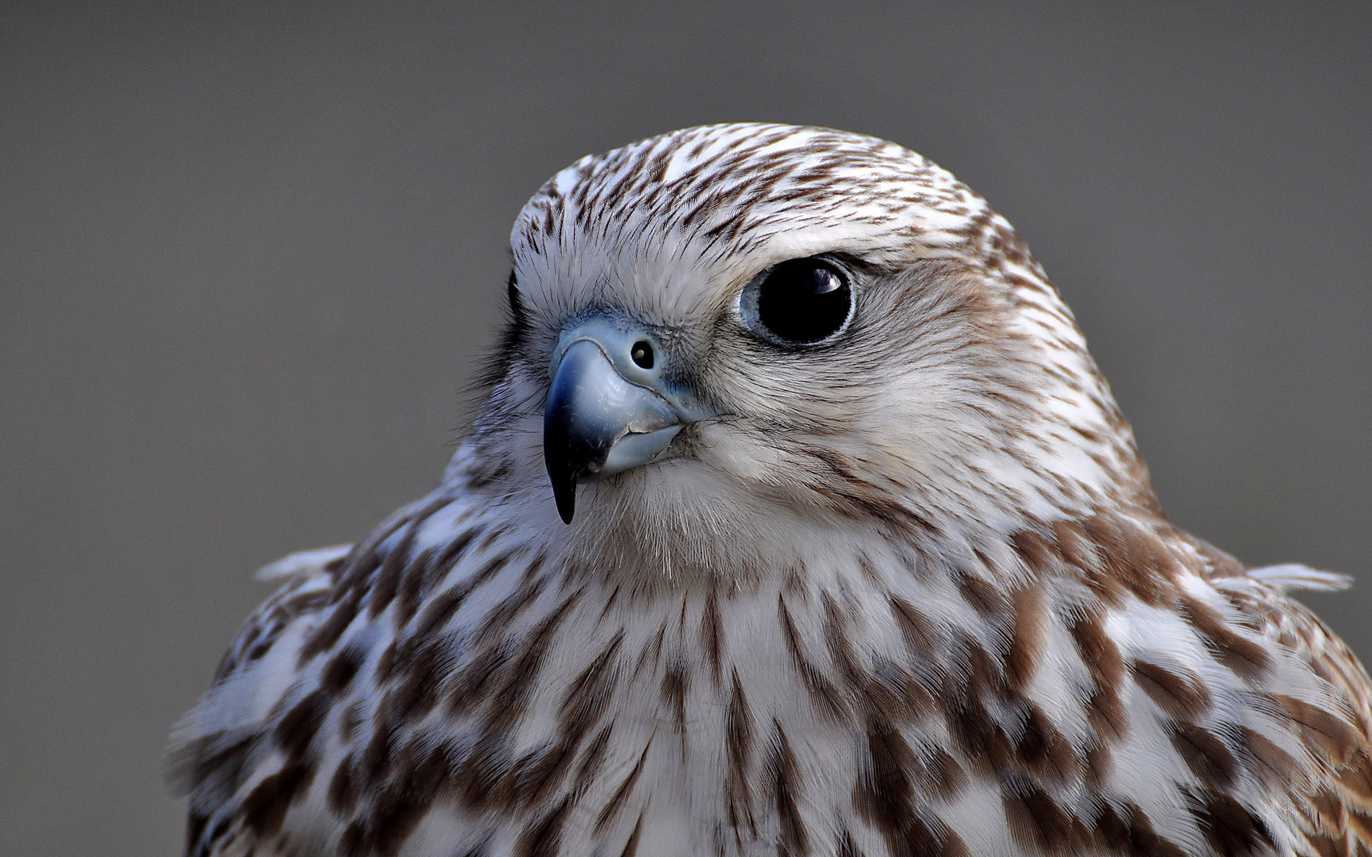 Laden Sie das Tiere, Vögel-Bild kostenlos auf Ihren PC-Desktop herunter