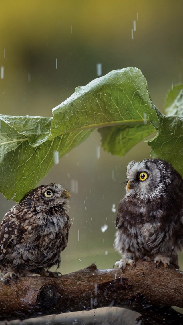 Download mobile wallpaper Birds, Rain, Owl, Bird, Leaf, Animal for free.