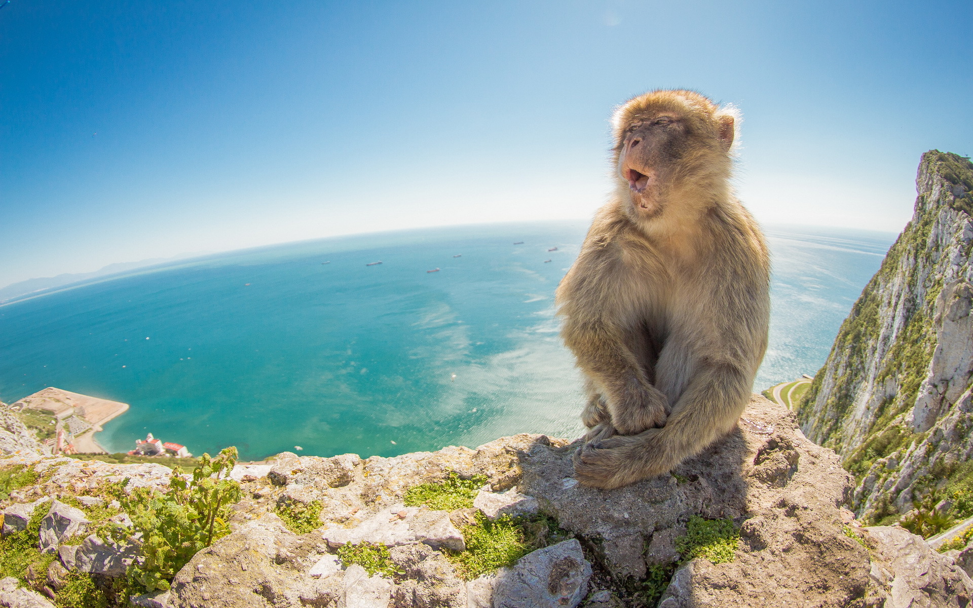 Descarga gratis la imagen Monos, Mono, Animales en el escritorio de tu PC