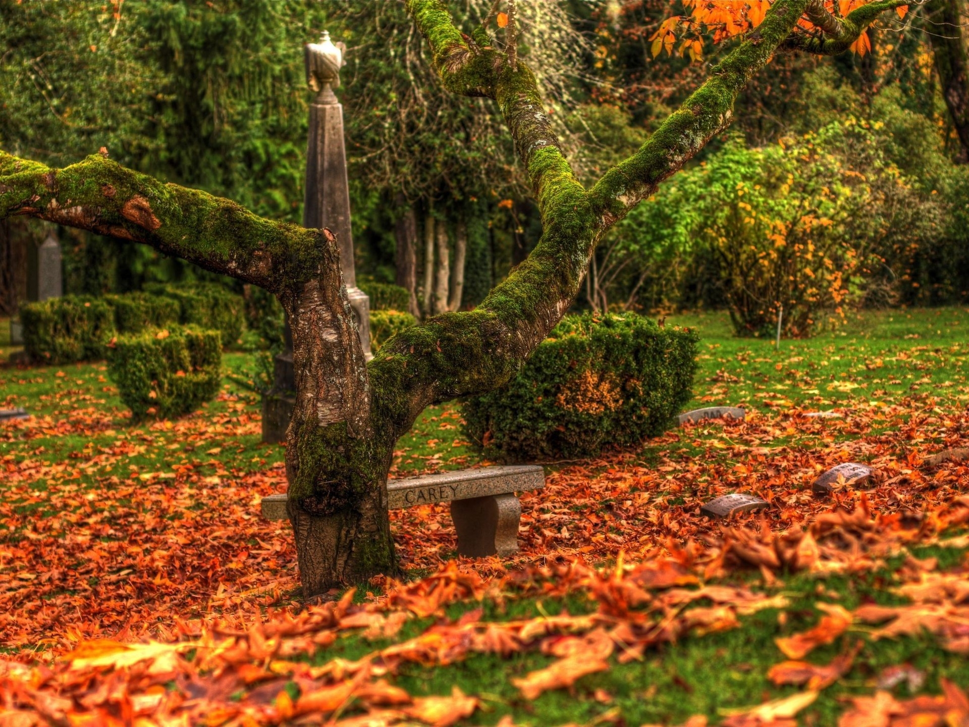 Download mobile wallpaper Wood, Nature, Tree, Bench, Leaves for free.