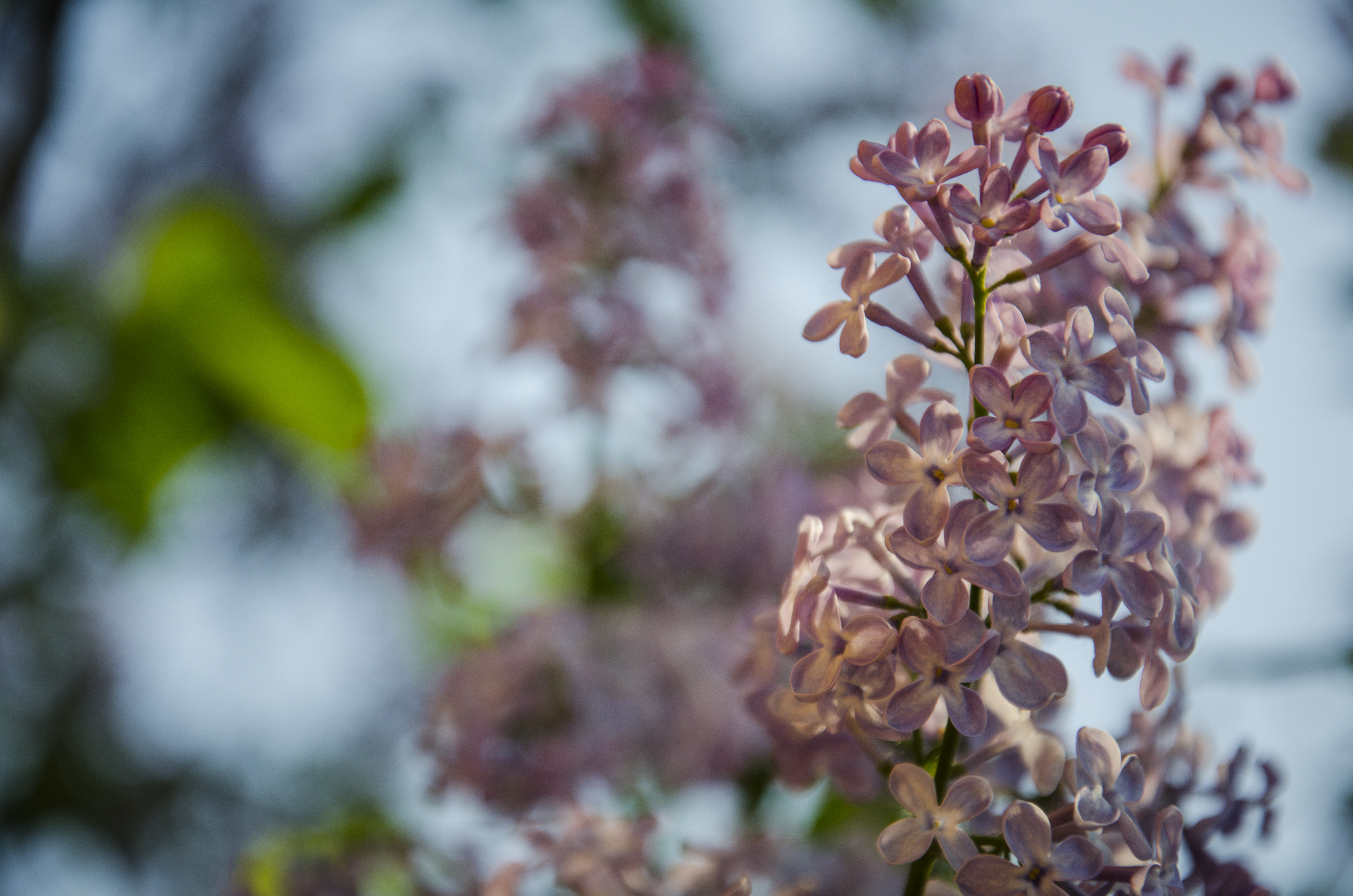 Descarga gratuita de fondo de pantalla para móvil de Flores, Florecer, Tierra/naturaleza.