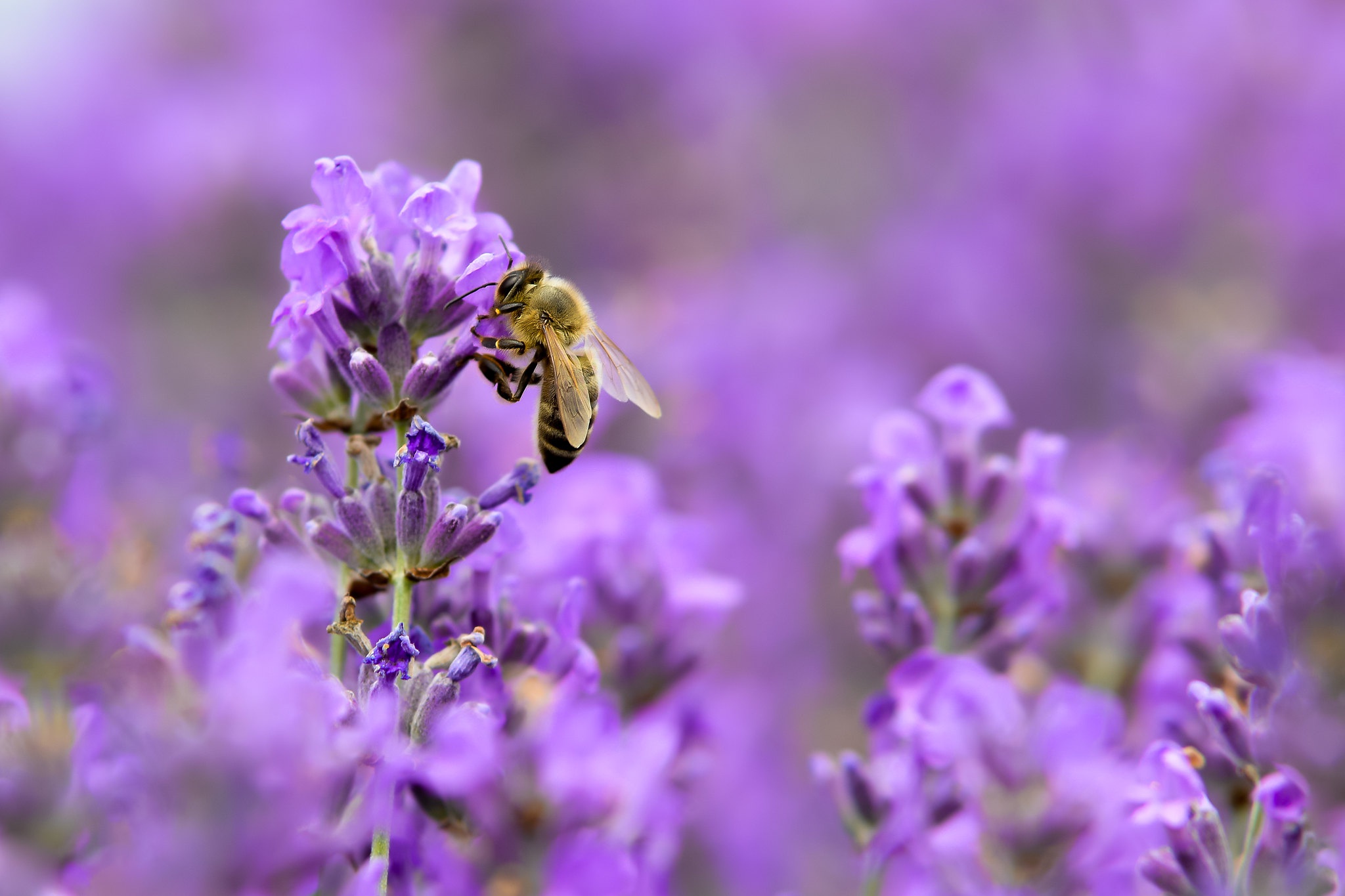 無料モバイル壁紙動物, 昆虫, 大きい, 蜂, ラベンダー, 虫, 紫色の花をダウンロードします。