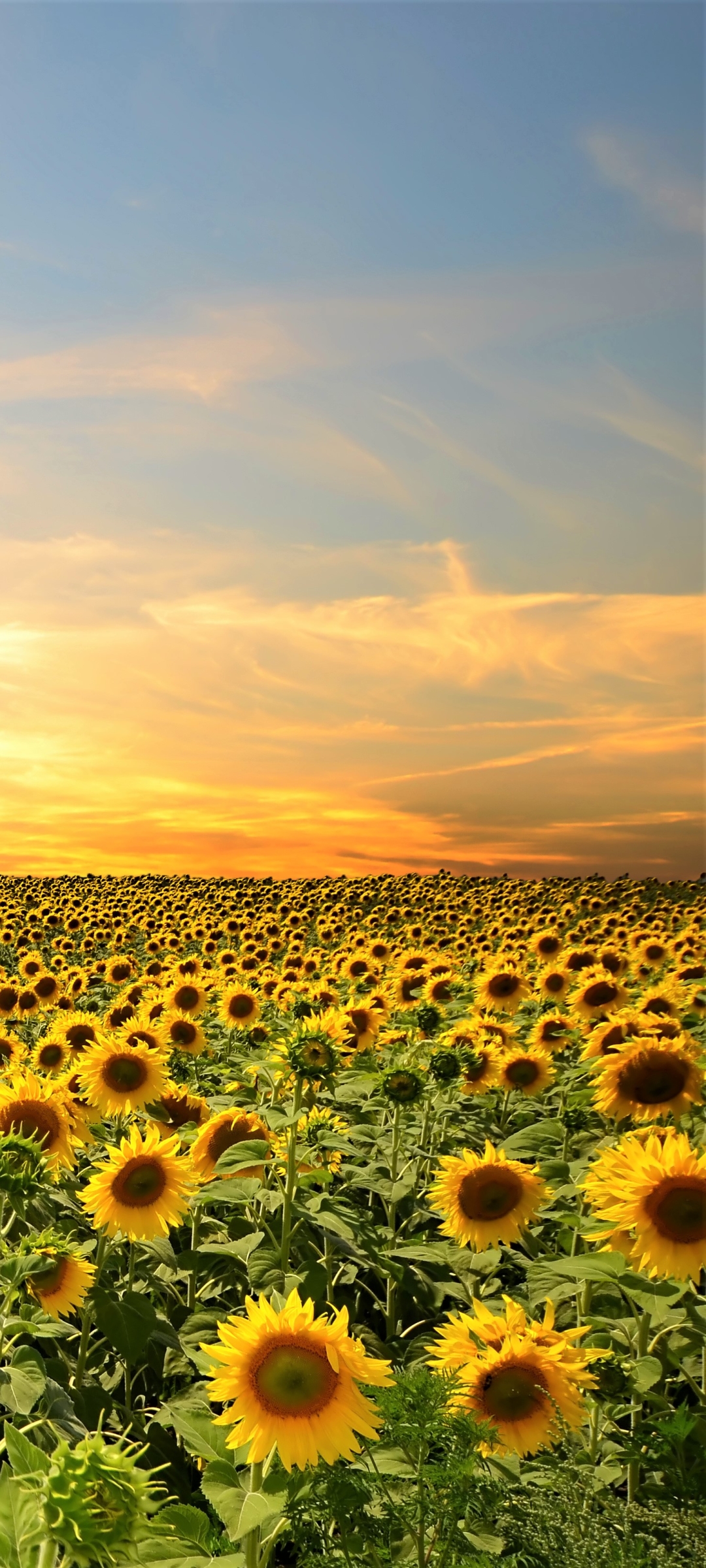 Download mobile wallpaper Flowers, Sky, Summer, Flower, Earth, Field, Sunflower, Yellow Flower for free.