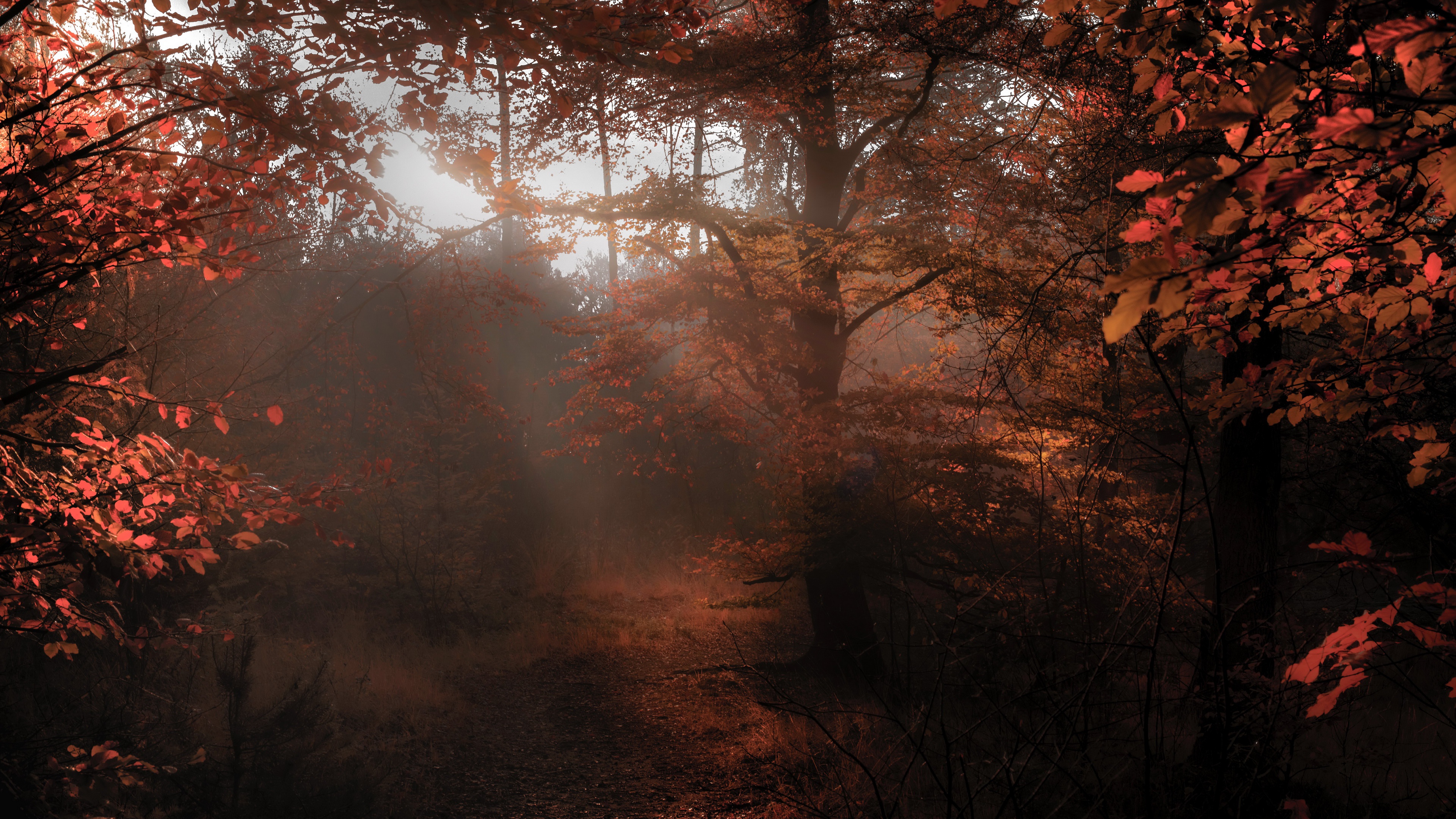 Téléchargez gratuitement l'image Automne, Forêt, Brouillard, Terre/nature sur le bureau de votre PC