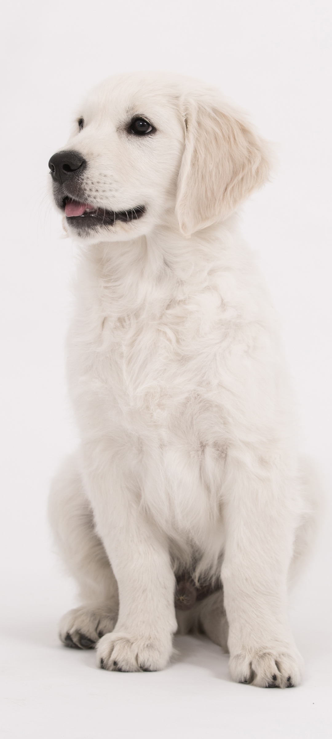 Handy-Wallpaper Tiere, Hunde, Hund, Welpen, Golden Retriever, Welpe kostenlos herunterladen.