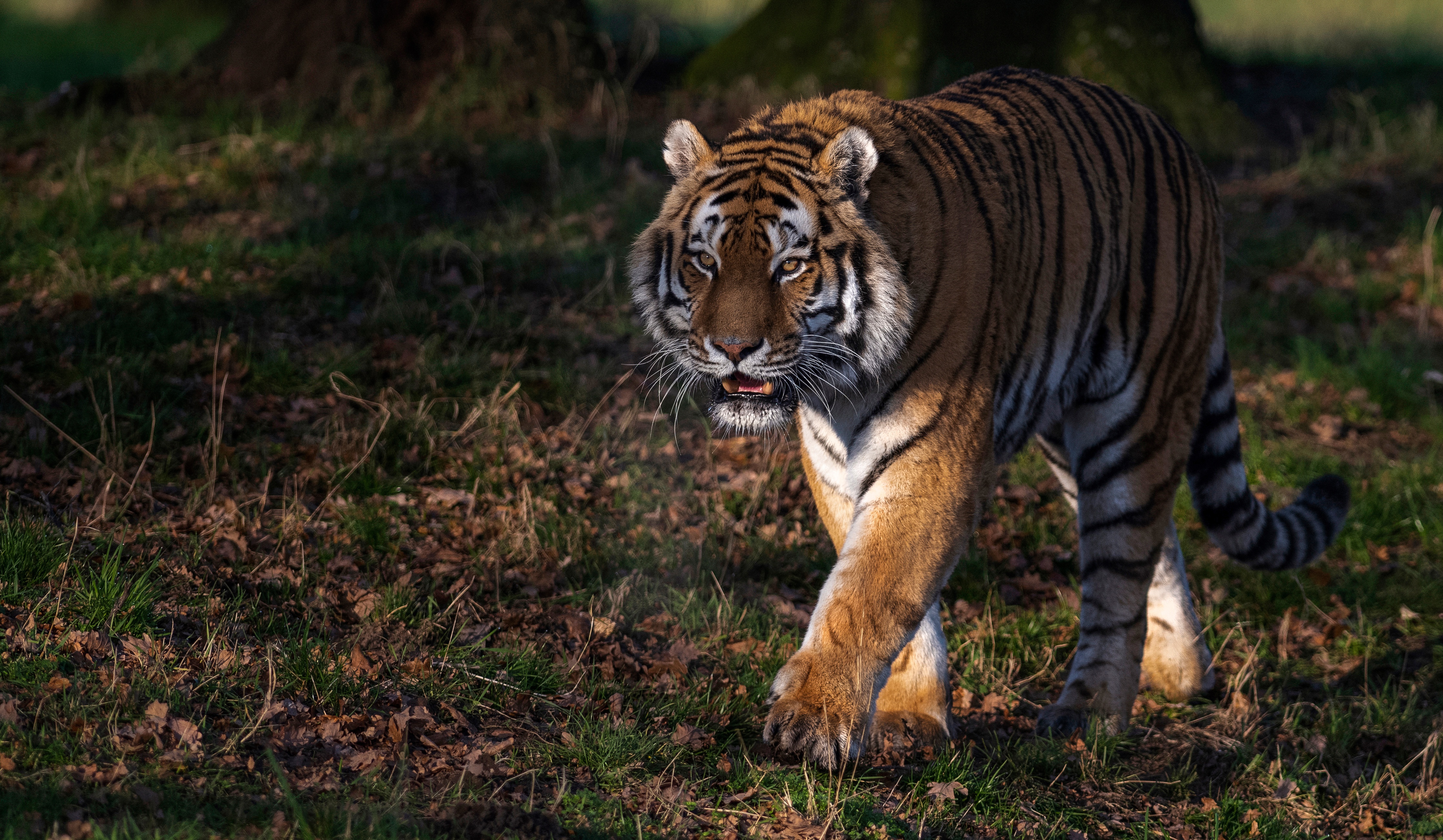 Laden Sie das Katzen, Tiere, Tiger-Bild kostenlos auf Ihren PC-Desktop herunter