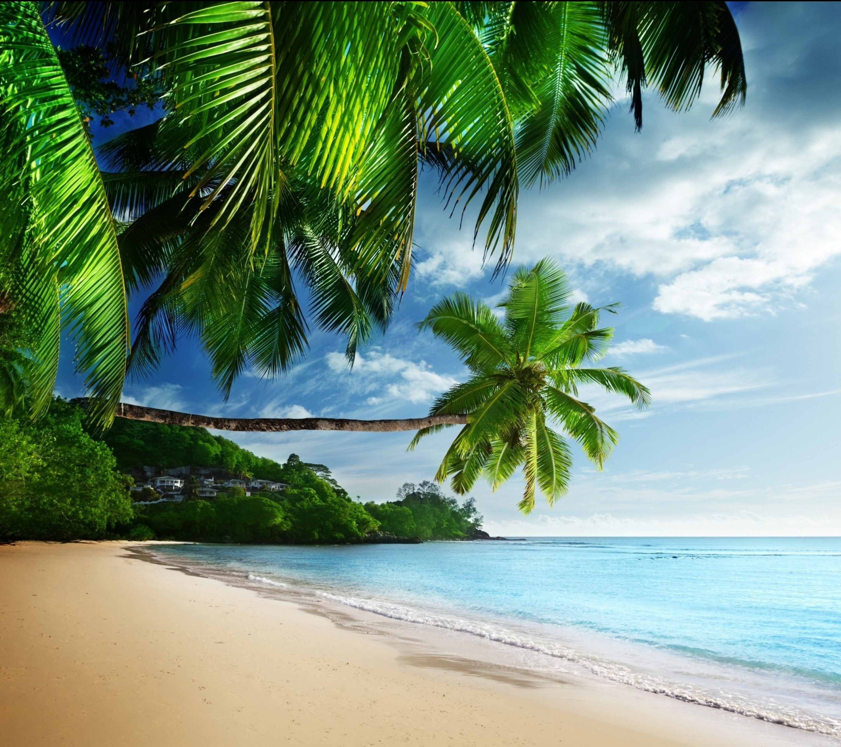 Download mobile wallpaper Sea, Beach, Ocean, Earth, Tropical, Palm Tree, Seashore for free.
