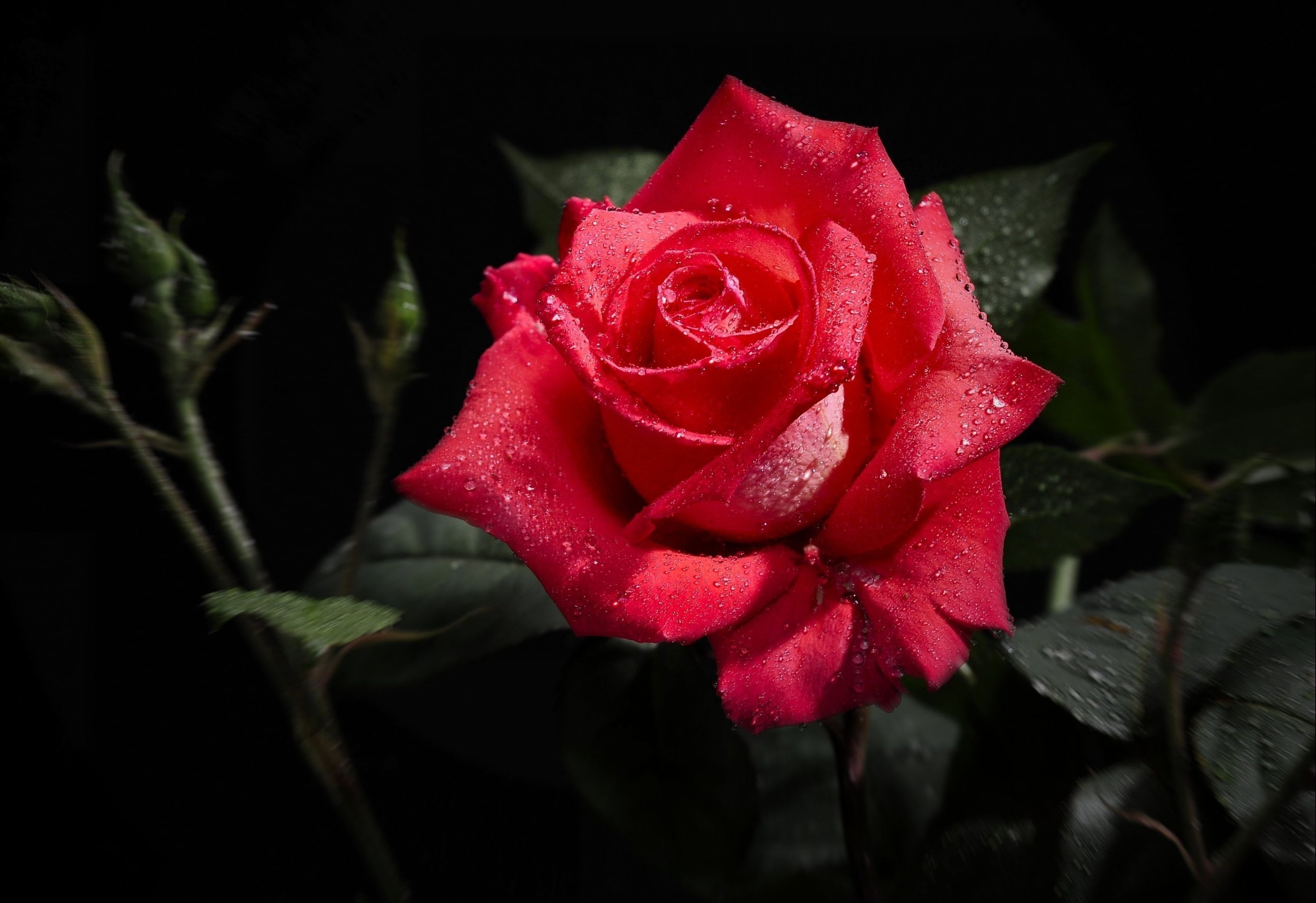 PCデスクトップに薔薇, 大きい, マクロ, バラの花, 黒の背景, フラワーズ画像を無料でダウンロード