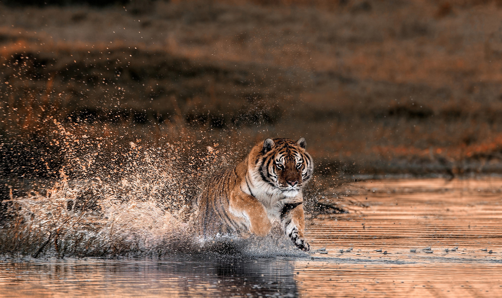 Free download wallpaper Cats, Splash, Tiger, Animal on your PC desktop