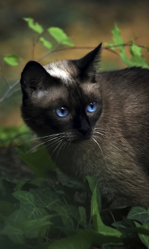 Baixar papel de parede para celular de Animais, Gatos, Plantar, Planta, Gato, Olhos Azuis gratuito.