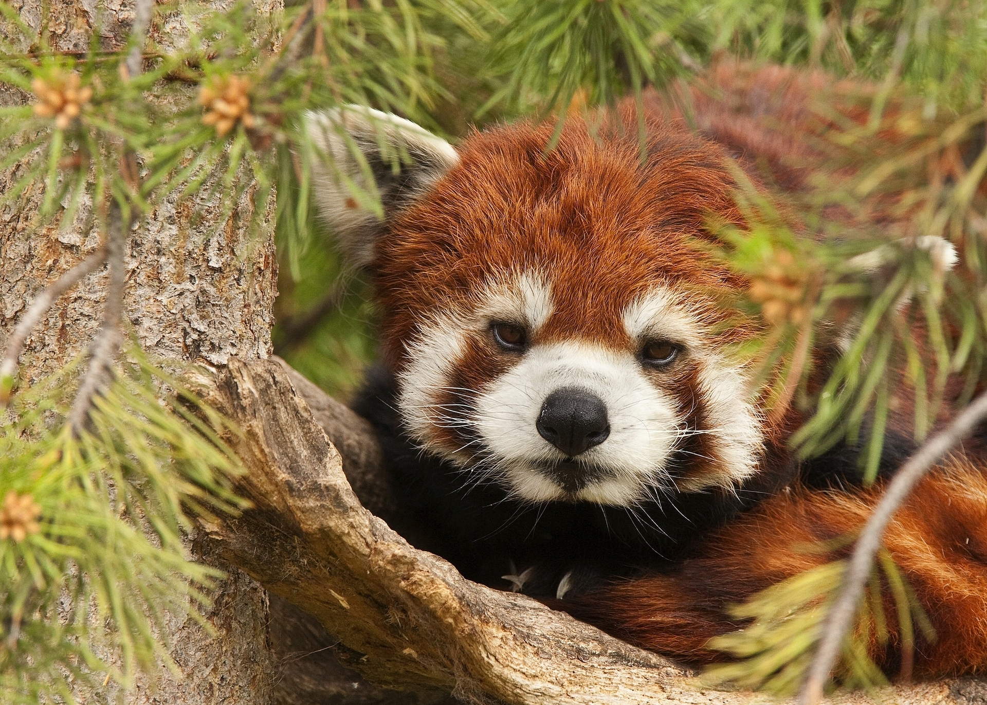 76699 baixar imagens animais, focinho, panda vermelho, pequeno panda - papéis de parede e protetores de tela gratuitamente