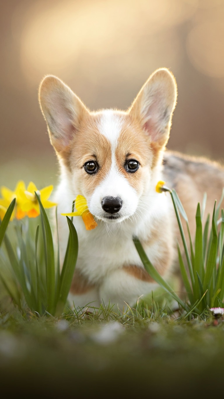 Download mobile wallpaper Dogs, Flower, Dog, Animal, Puppy, Corgi, Baby Animal, Daffodil for free.