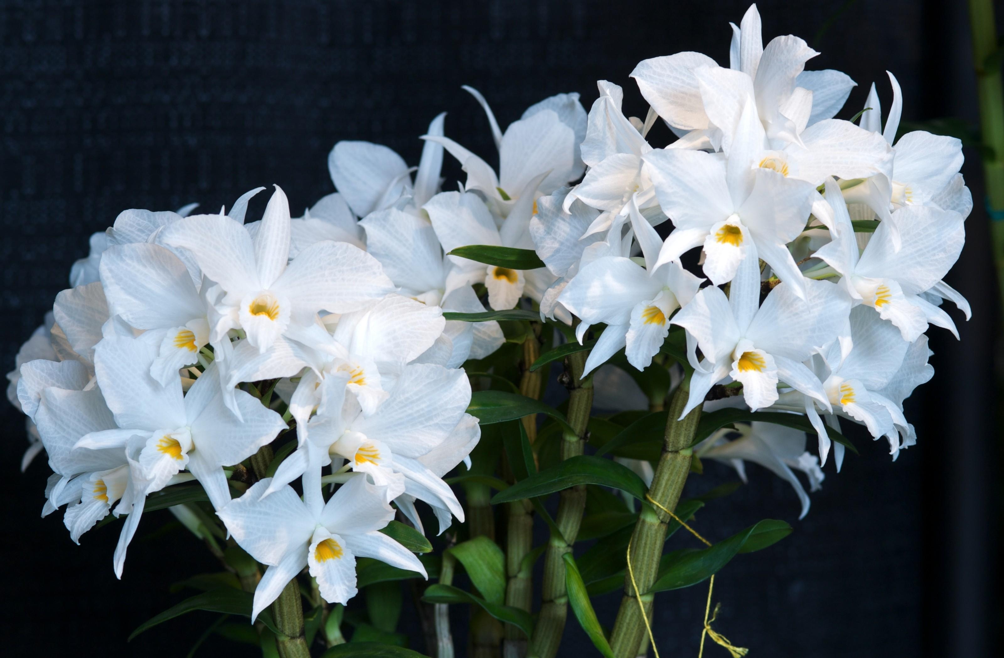 74211 скачать картинку орхидея, цветы, фон, цветок, стебли, белоснежный - обои и заставки бесплатно