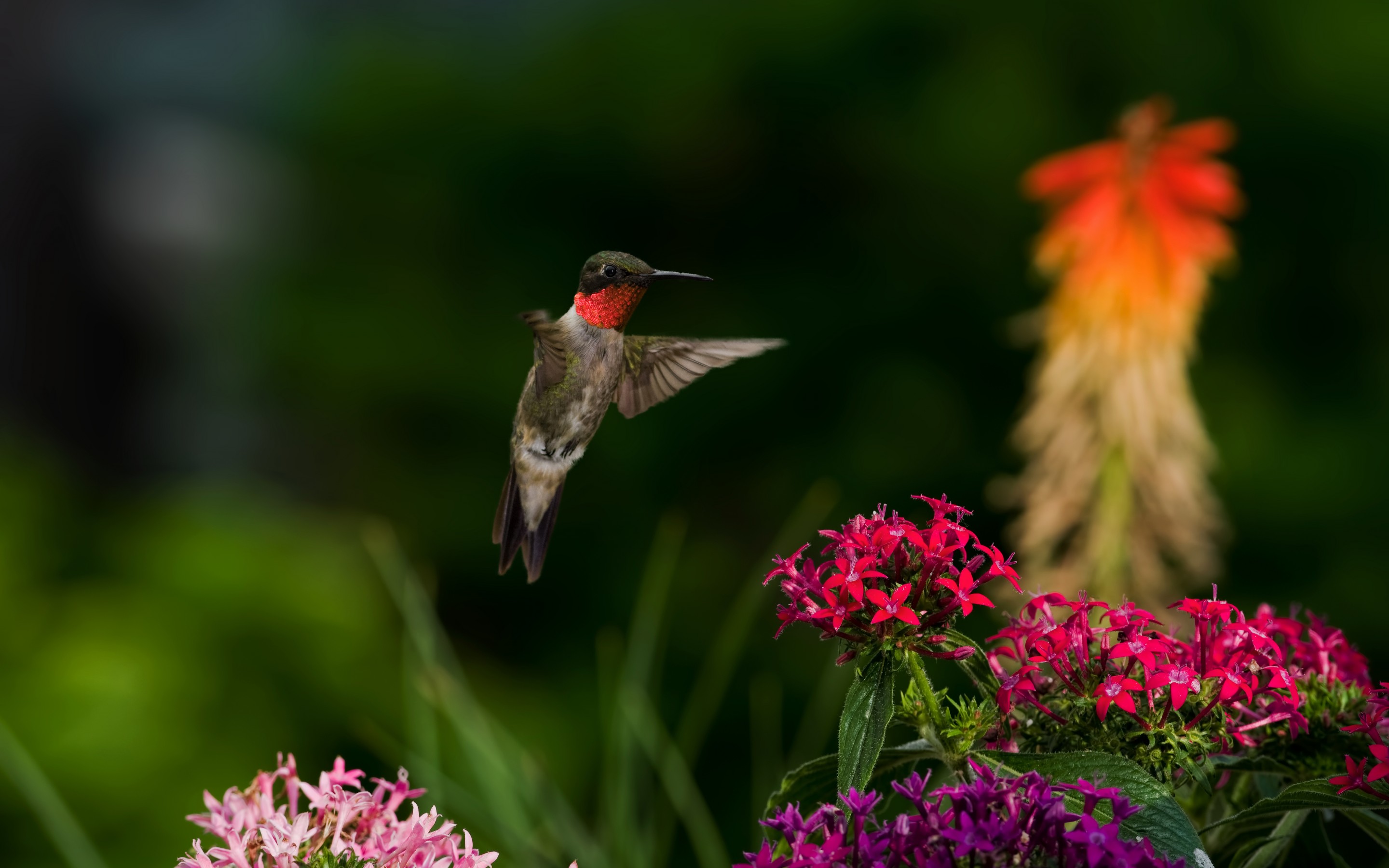 Download mobile wallpaper Hummingbird, Bird, Birds, Nature, Animal for free.