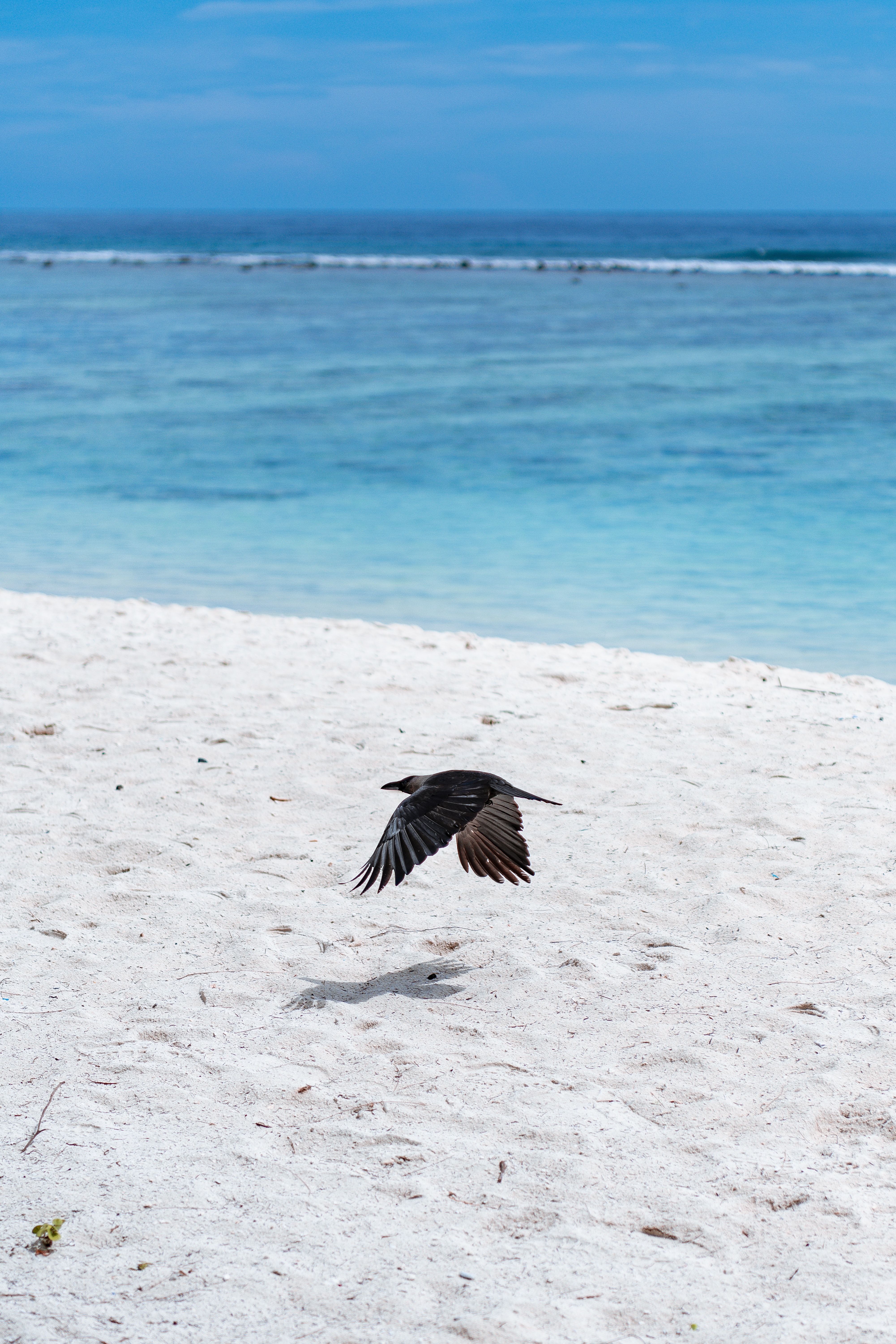 Download mobile wallpaper Sand, Flight, Animals, Wings, Bird, Beach for free.