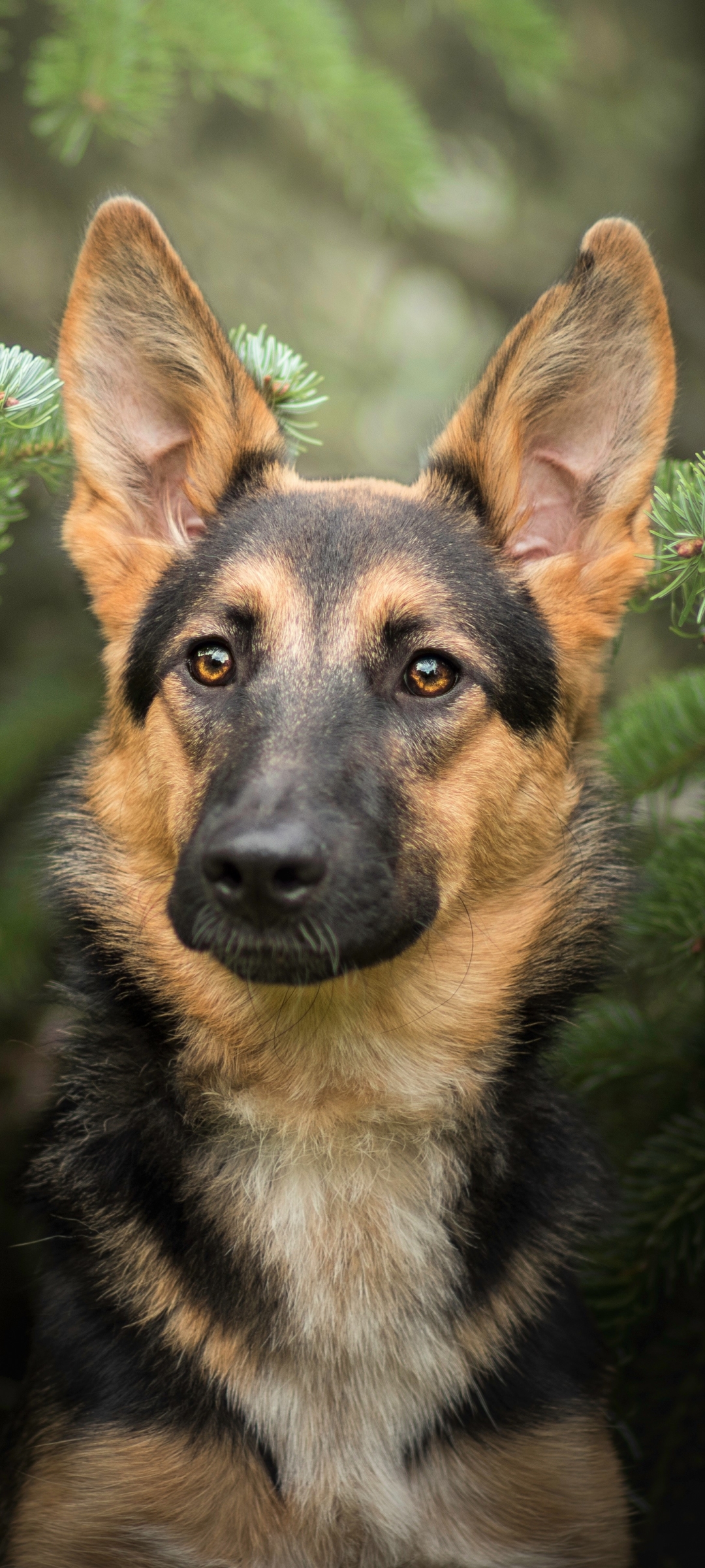 Handy-Wallpaper Tiere, Hunde, Hund, Schäferhund kostenlos herunterladen.