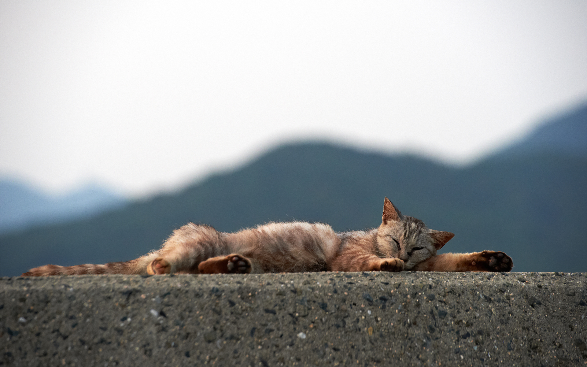 PCデスクトップにネコ, 猫, 動物画像を無料でダウンロード