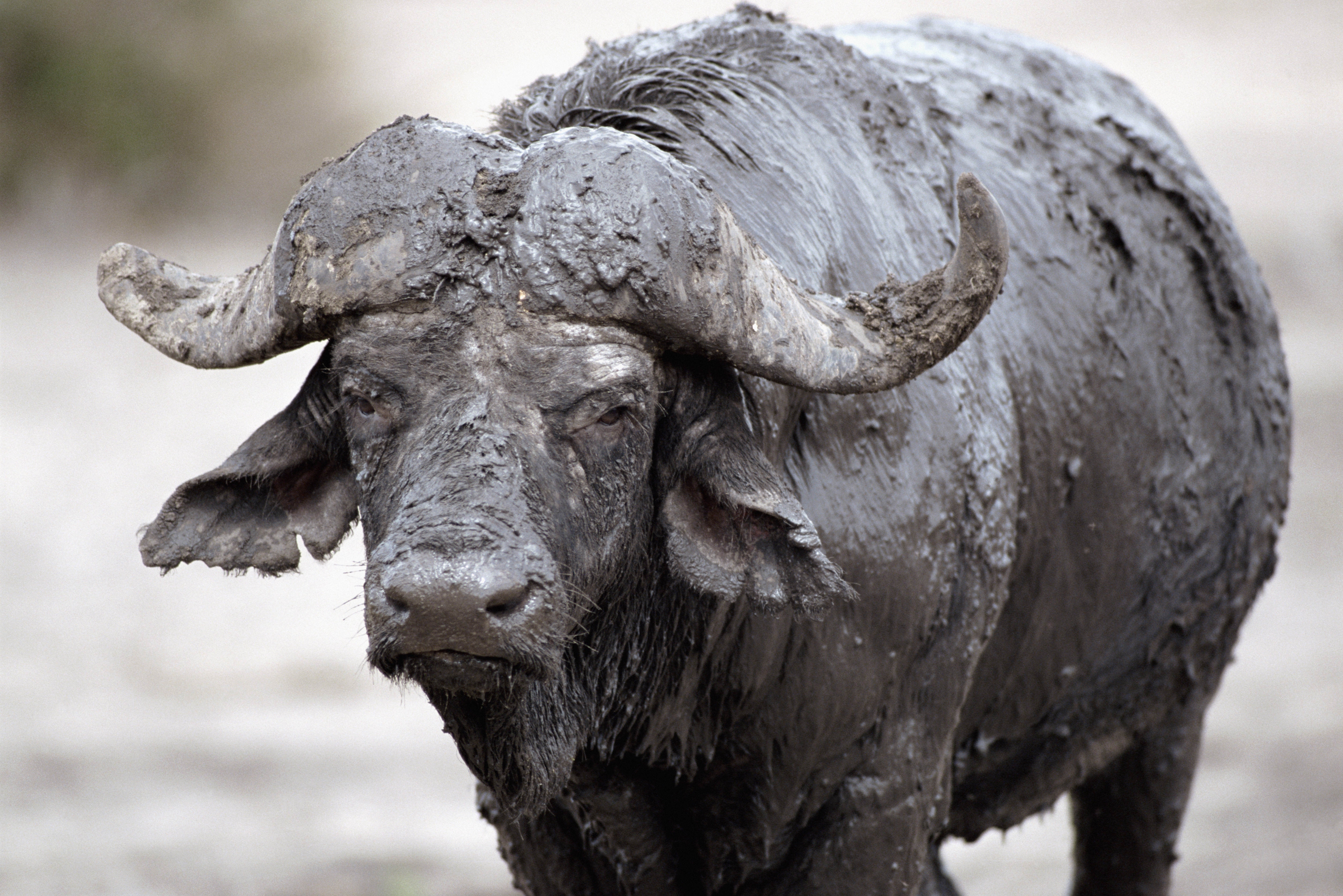 buffalo, animals, mud, dirt, cooling