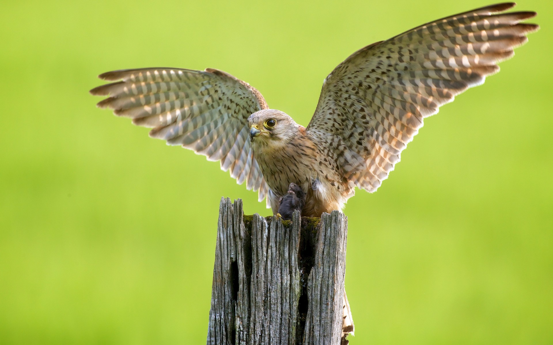 PCデスクトップに動物, 鳥画像を無料でダウンロード