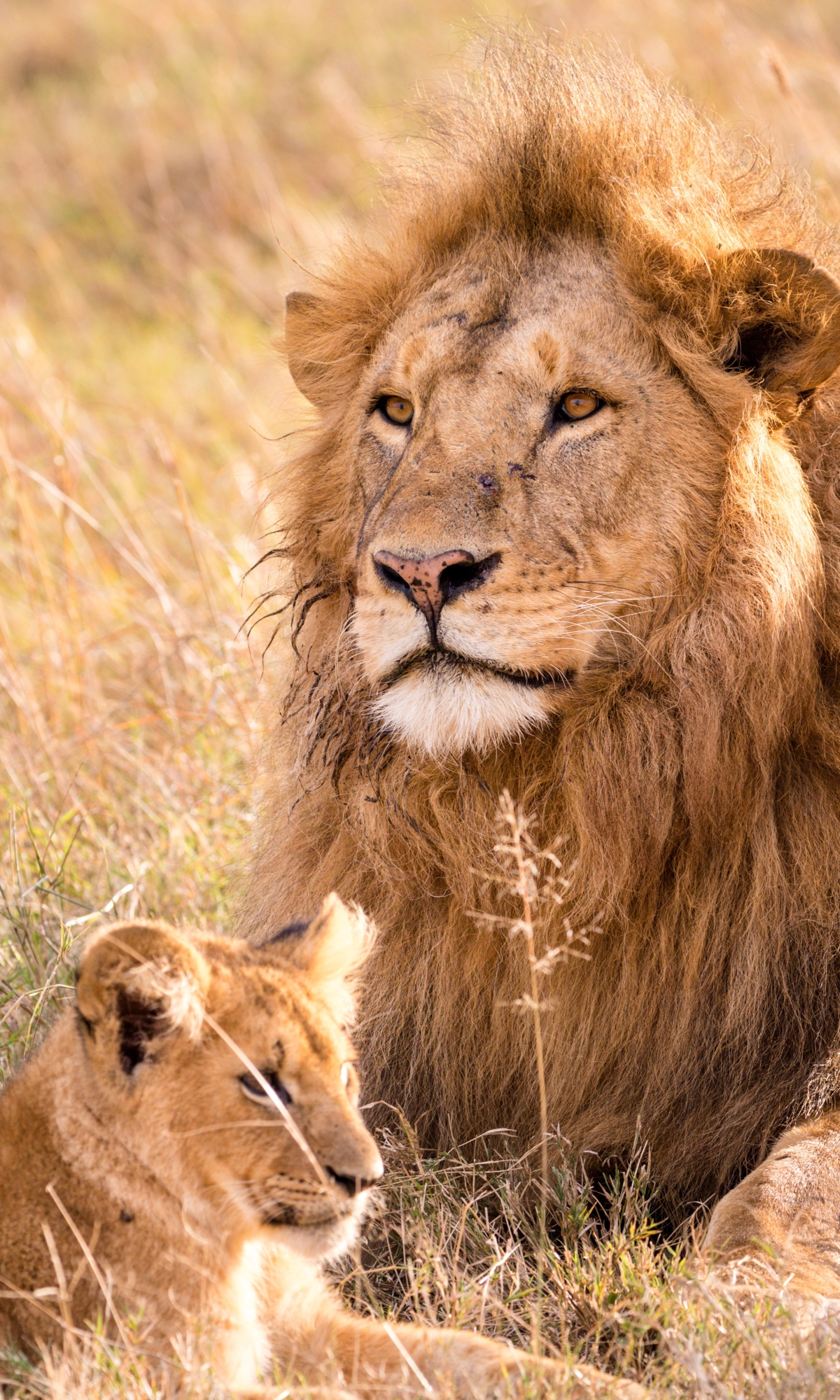 Téléchargez des papiers peints mobile Animaux, Chats, Lion, Lionceau, Bébé Animal gratuitement.