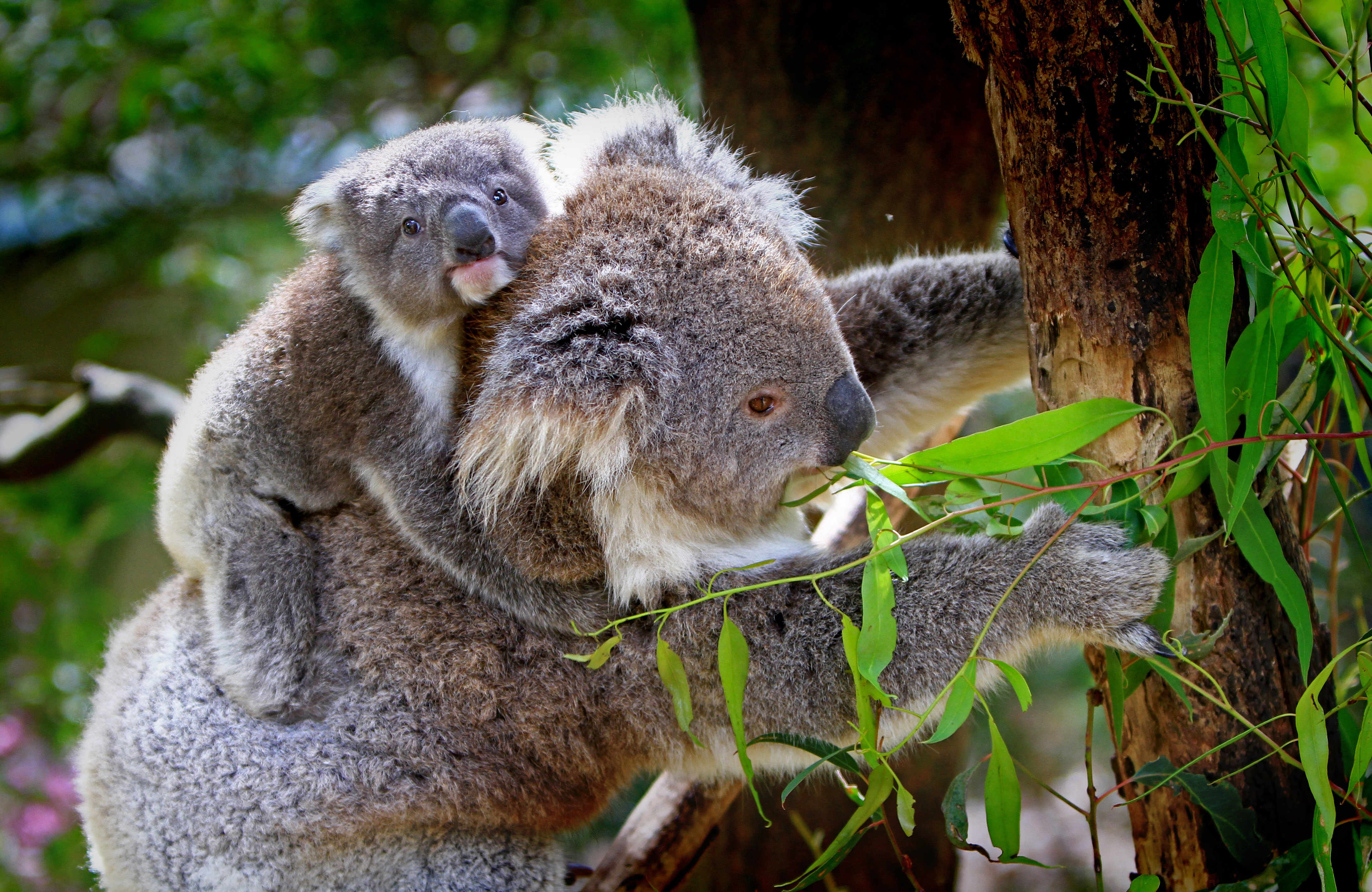 740678 télécharger le fond d'écran animaux, koala, bébé animal, bokeh, eucalyptus - économiseurs d'écran et images gratuitement