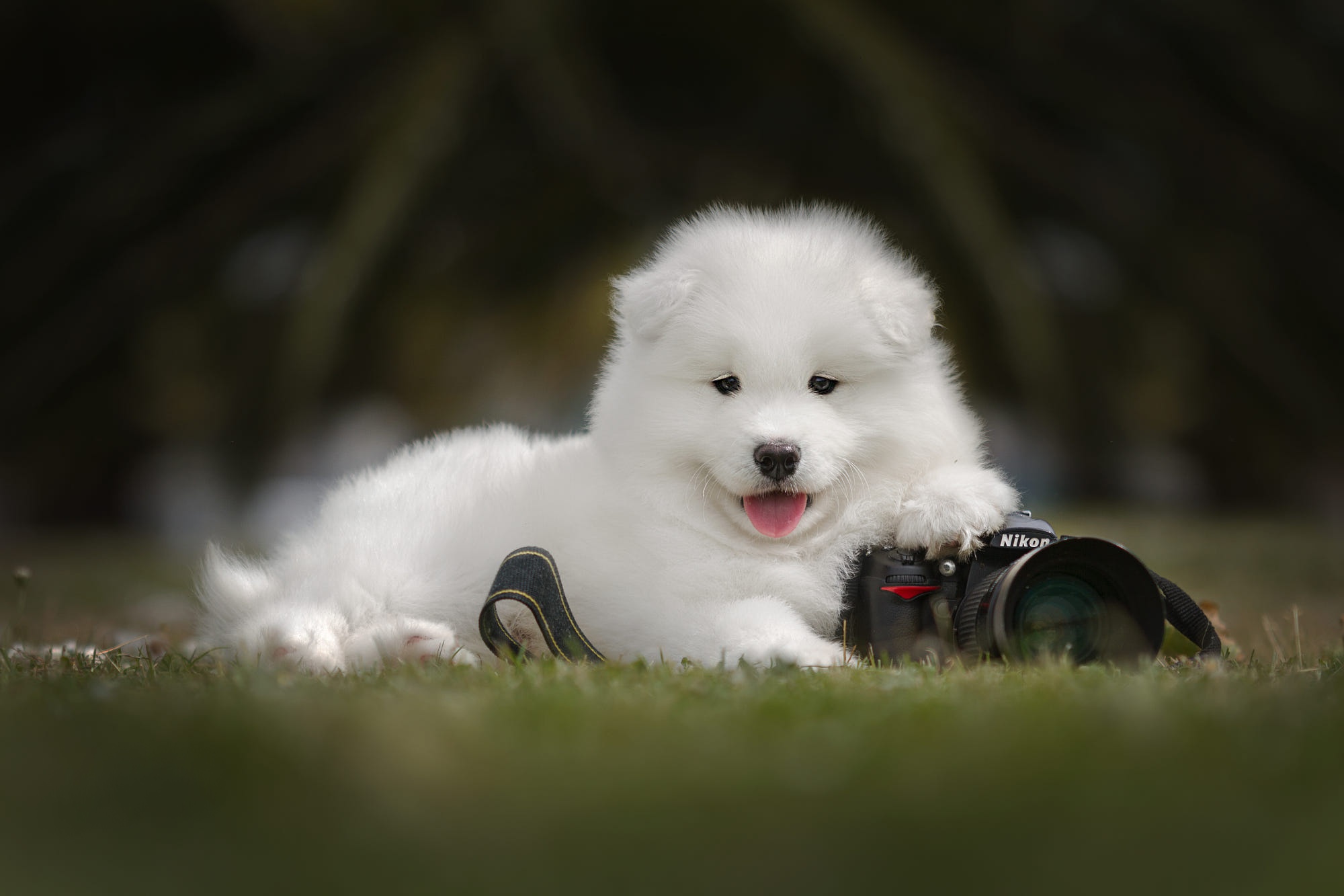 Download mobile wallpaper Dogs, Dog, Animal, Puppy, Camera, Samoyed, Baby Animal, Depth Of Field for free.