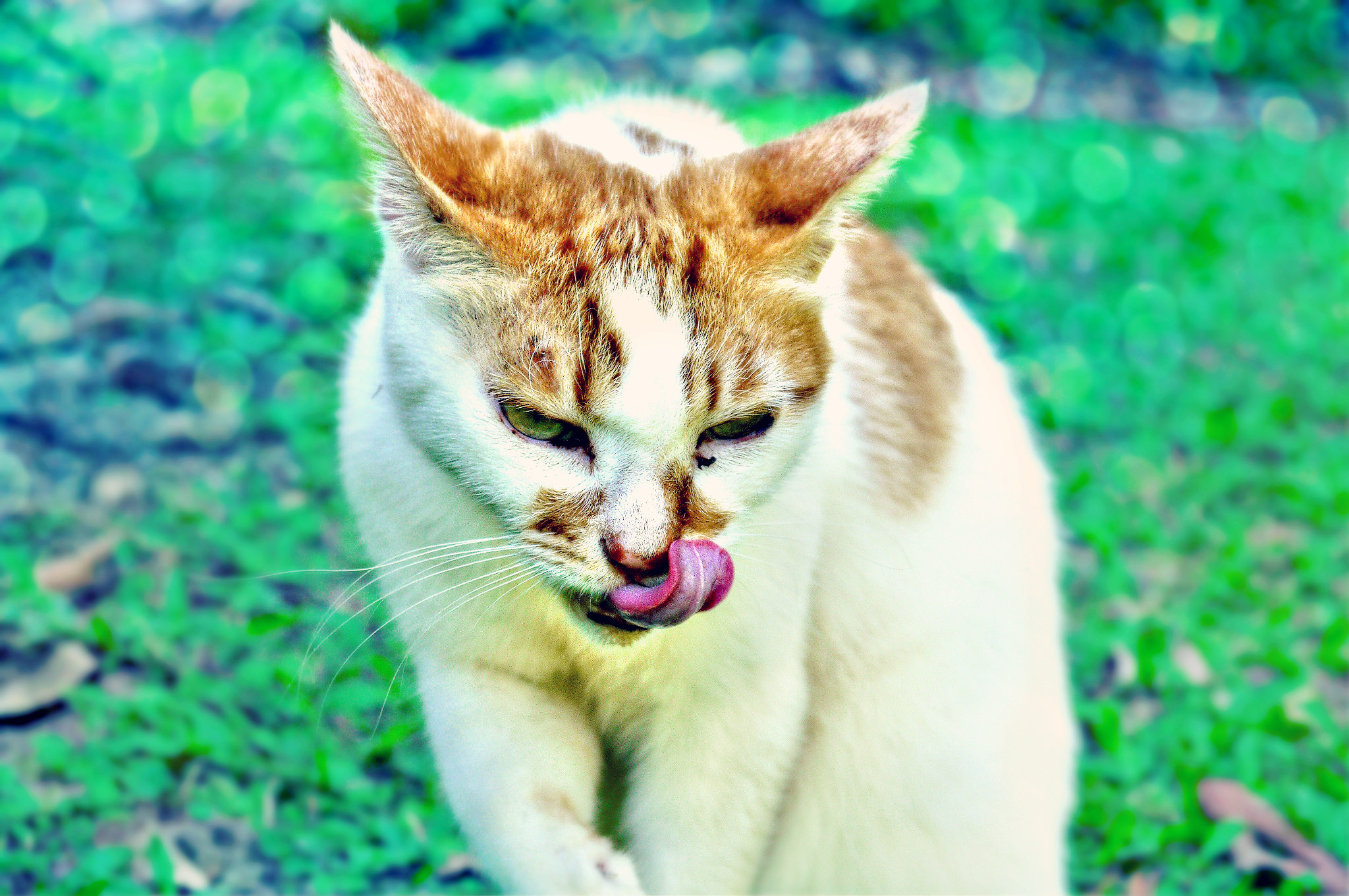 Baixar papel de parede para celular de Animais, Gatos, Gato gratuito.