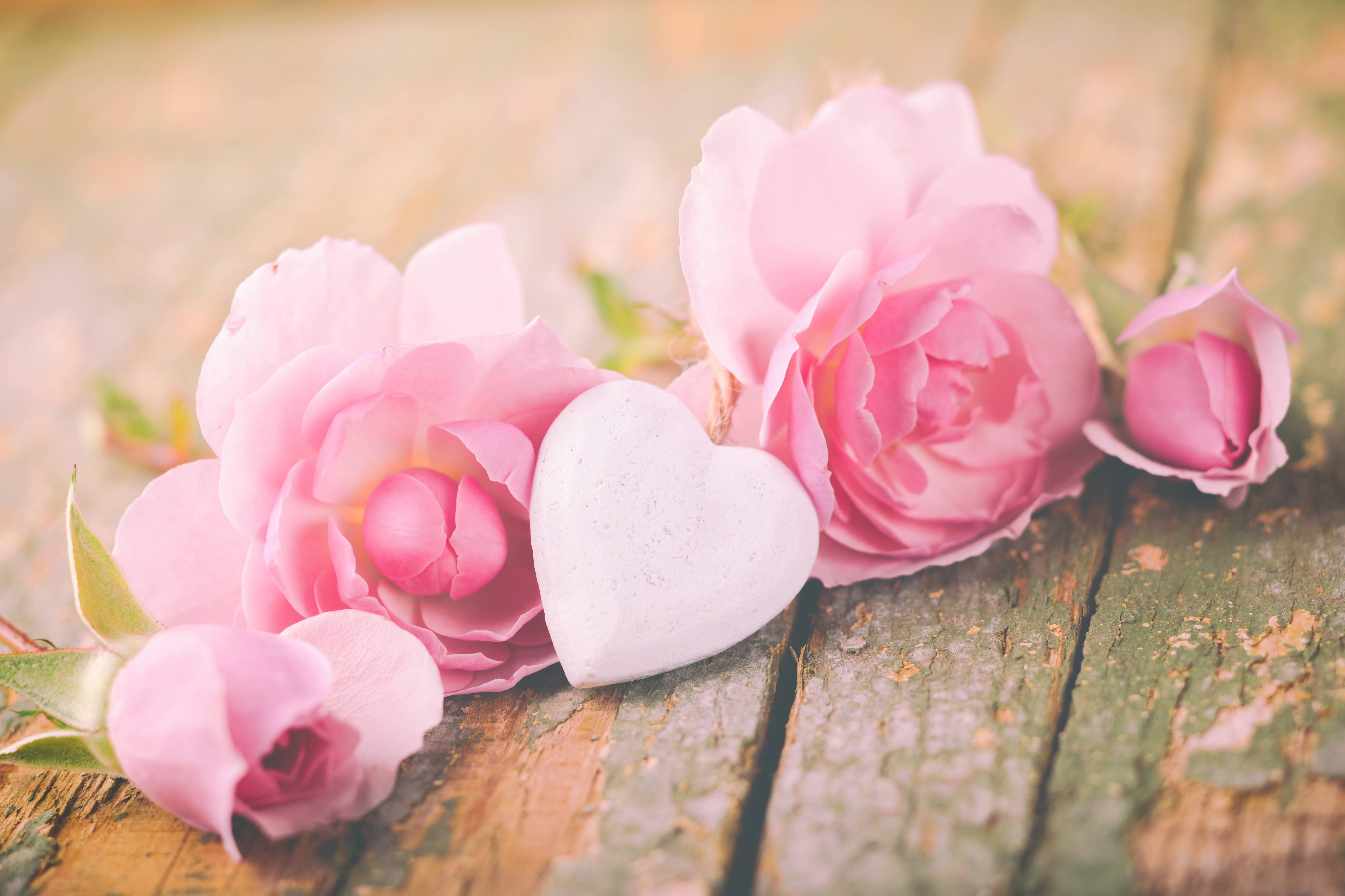 Скачать обои бесплатно Цветок, Роза, Сердце, День Святого Валентина, Праздничные, Розовый Цветок картинка на рабочий стол ПК