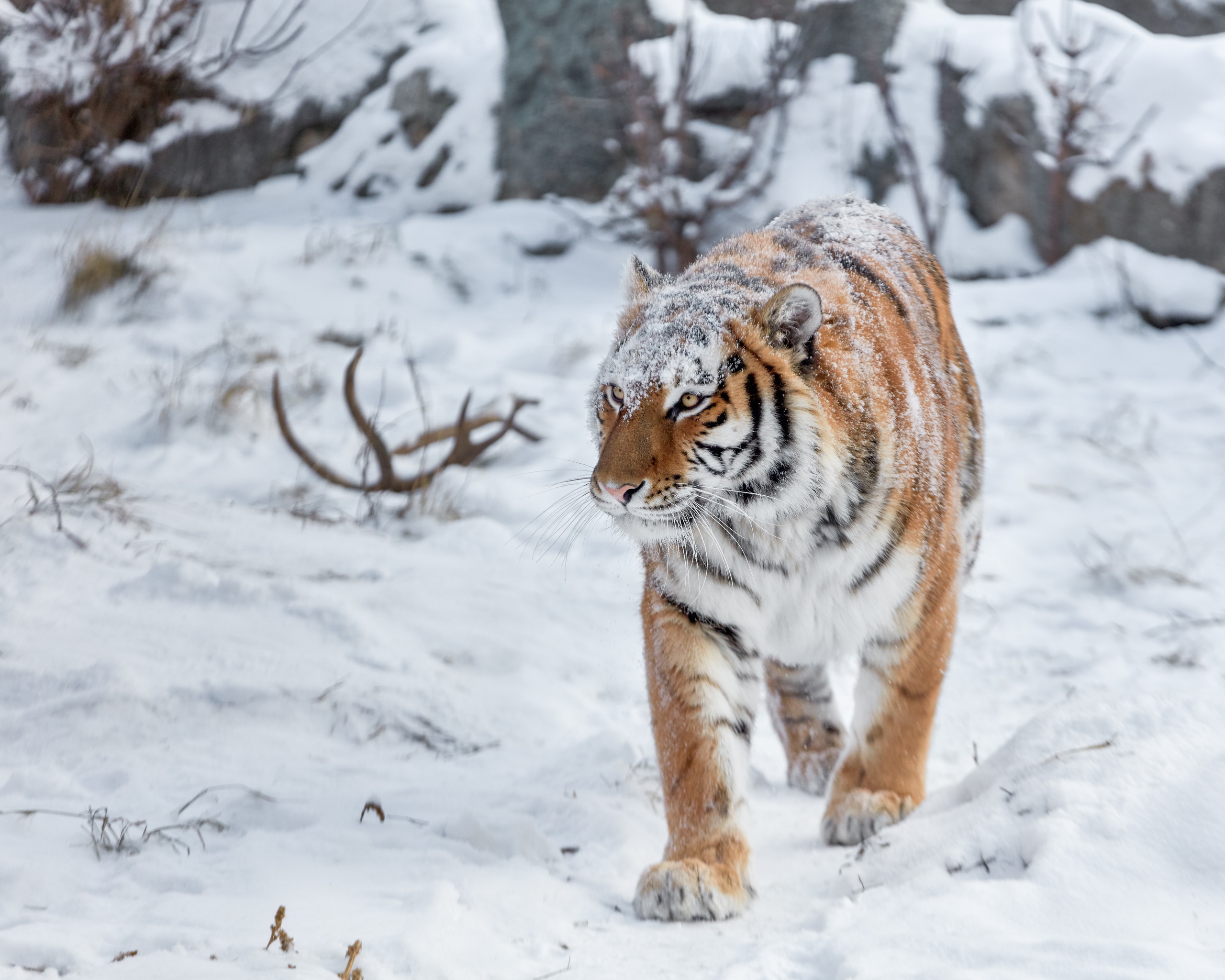 Descarga gratuita de fondo de pantalla para móvil de Animales, Gatos, Nieve, Tigre.