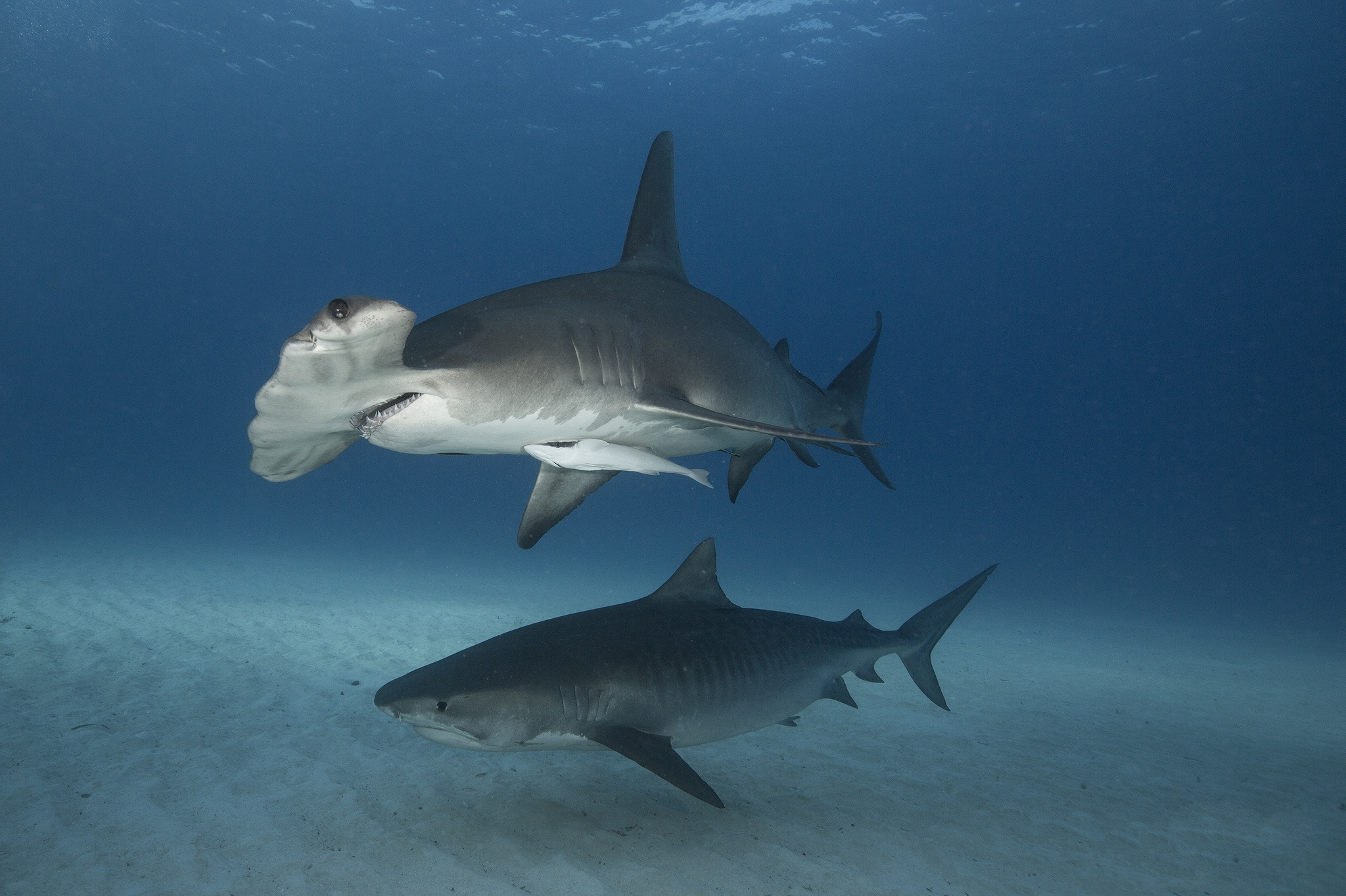 457613 télécharger l'image les requins, animaux, requin, requin marteau, vie marine, sous l'eau - fonds d'écran et économiseurs d'écran gratuits