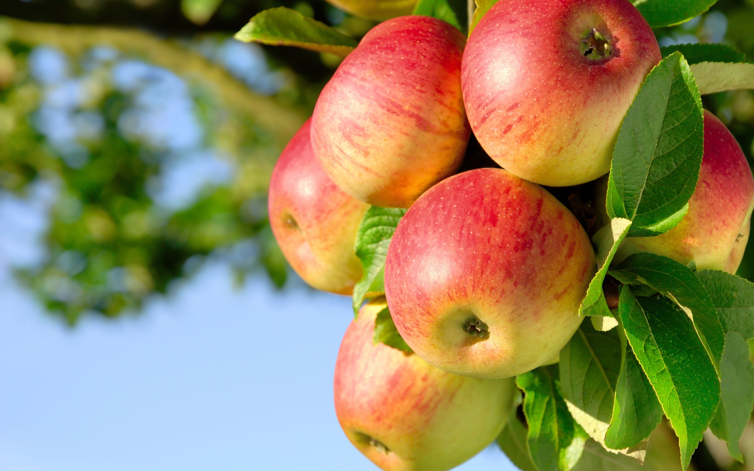 Laden Sie das Apfel, Nahrungsmittel-Bild kostenlos auf Ihren PC-Desktop herunter