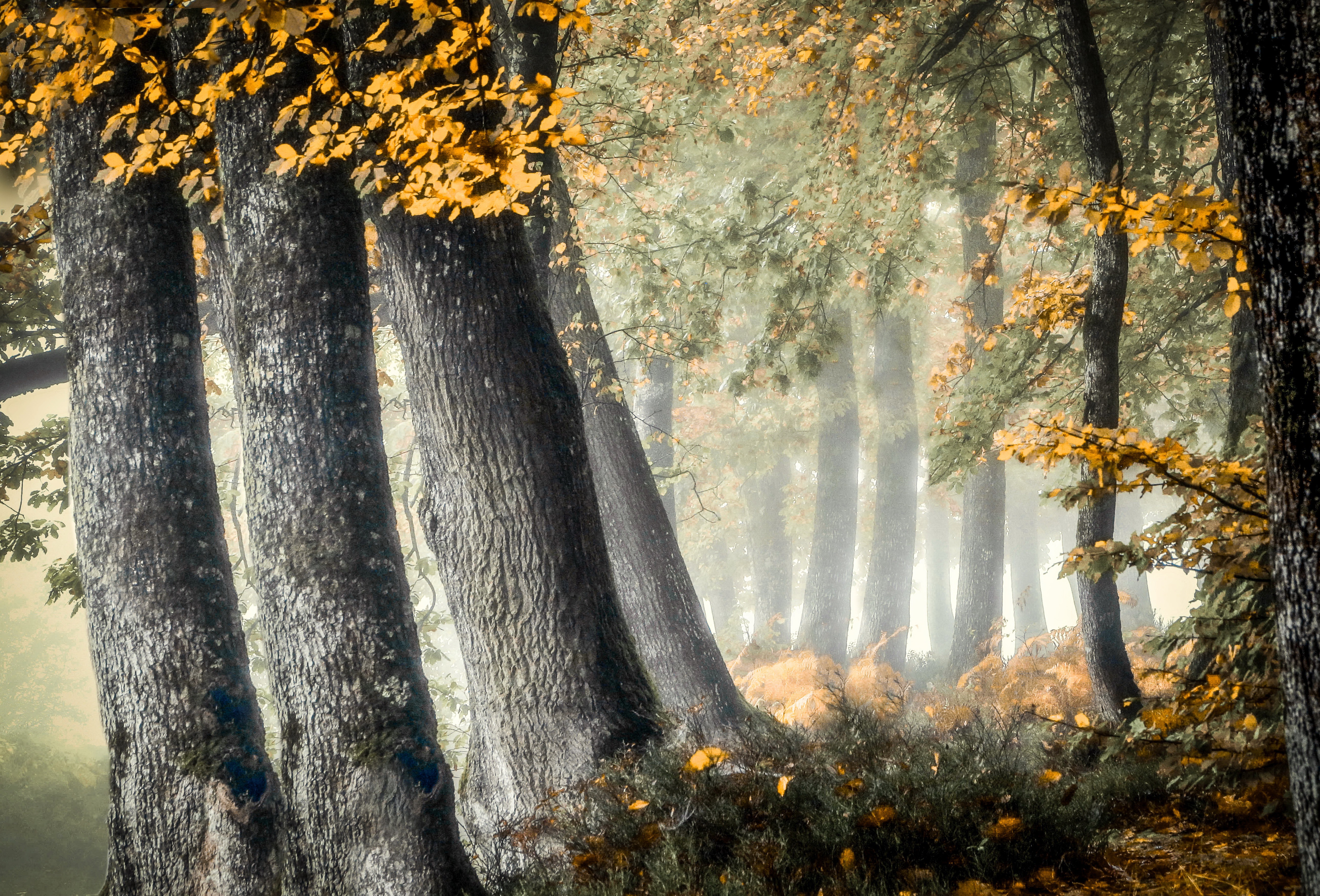 Baixe gratuitamente a imagem Outono, Floresta, Árvore, Névoa, Terra/natureza na área de trabalho do seu PC