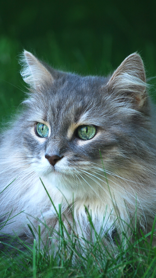 Handy-Wallpaper Tiere, Katzen, Katze, Flauschige, Grüne Augen kostenlos herunterladen.