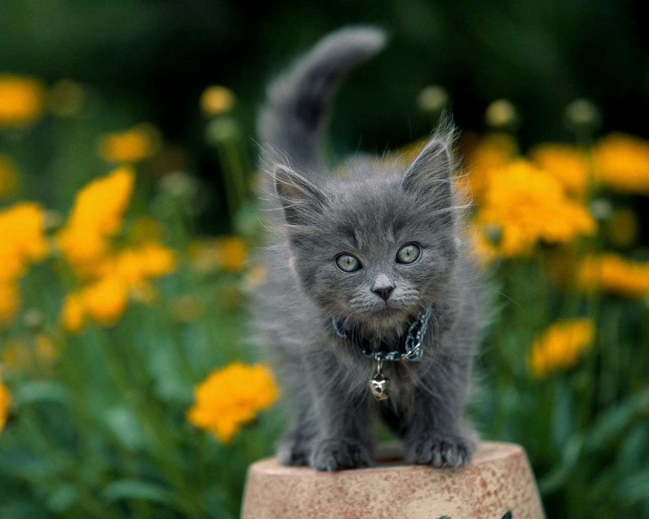 Handy-Wallpaper Tiere, Katze kostenlos herunterladen.