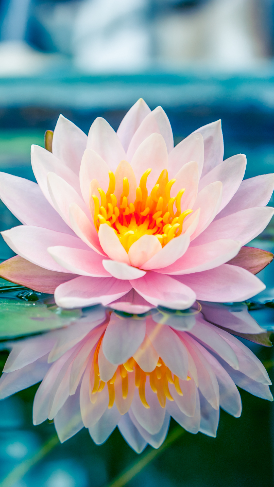 Download mobile wallpaper Nature, Flowers, Reflection, Flower, Leaf, Earth, Water Lily for free.