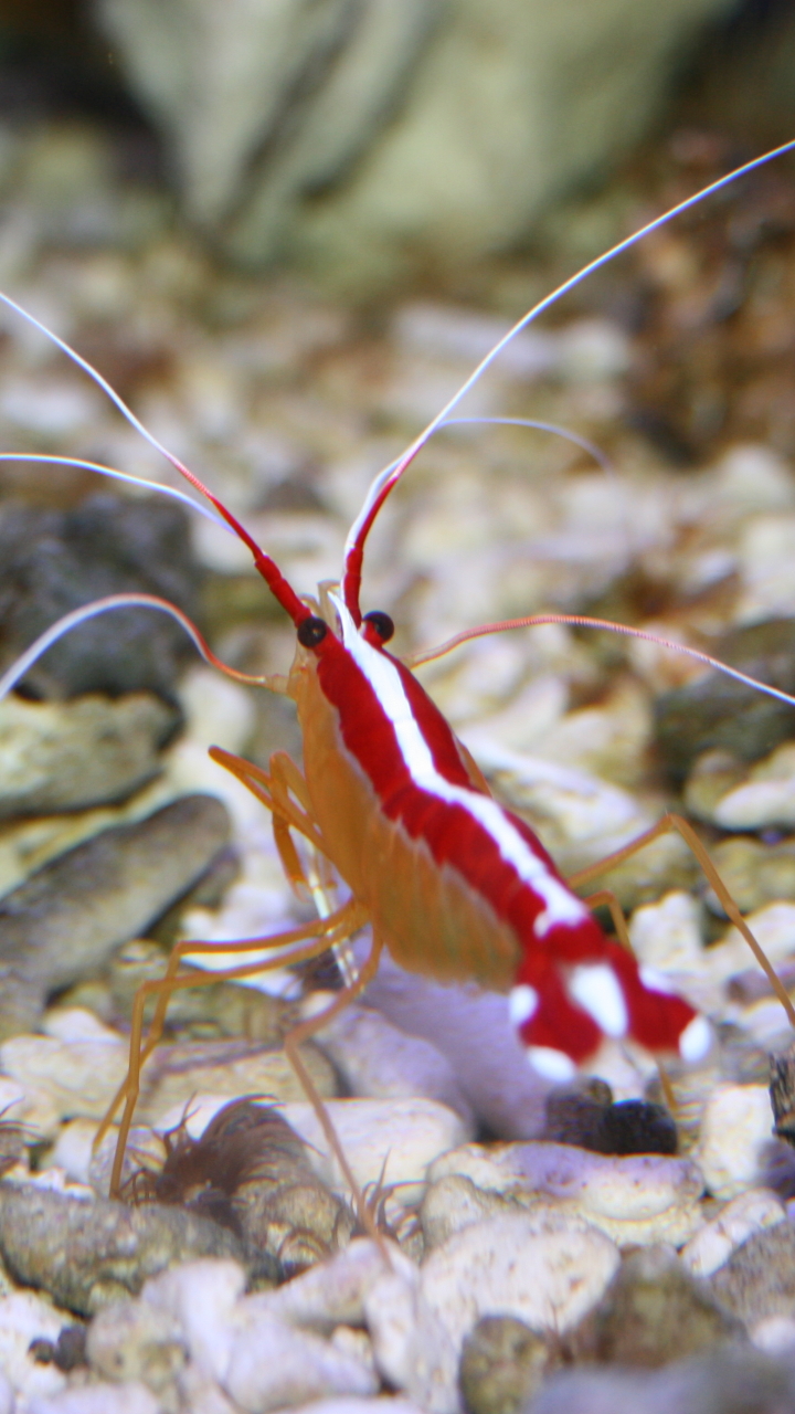 Download mobile wallpaper Animal, Shrimp for free.