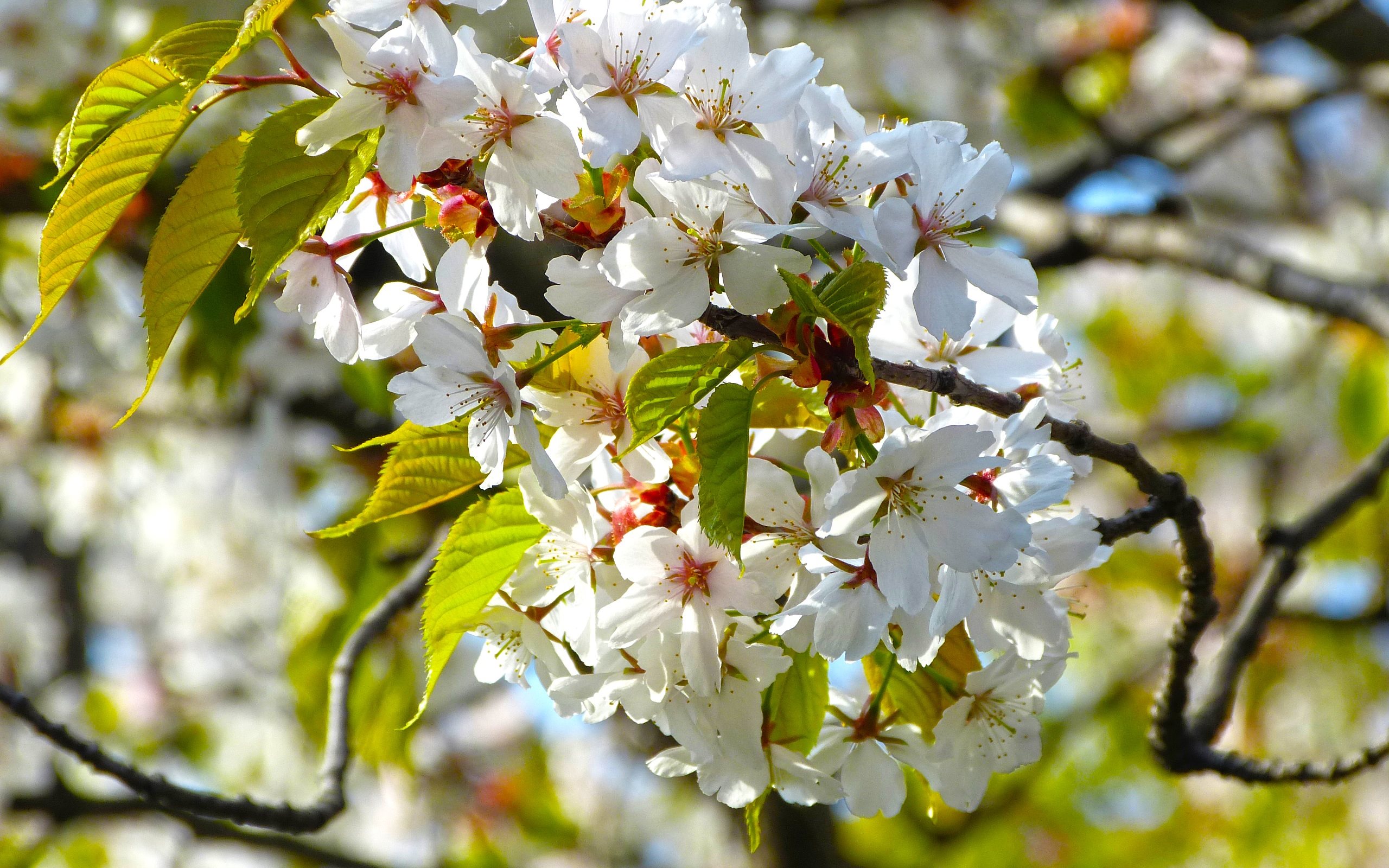 Download mobile wallpaper Cherry Blossom, White Flower, Blossom, Flowers, Nature, Flower, Earth for free.