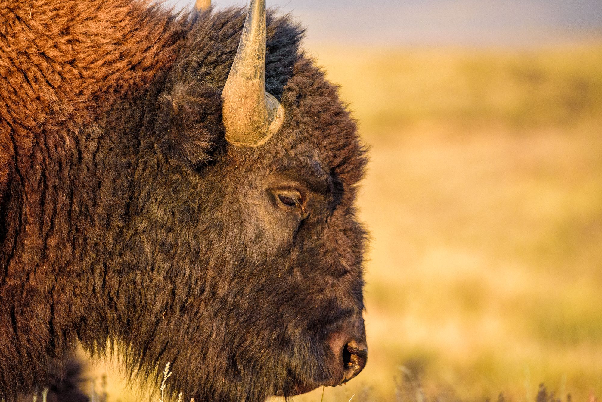 Handy-Wallpaper Tiere, Amerikanischer Bison kostenlos herunterladen.