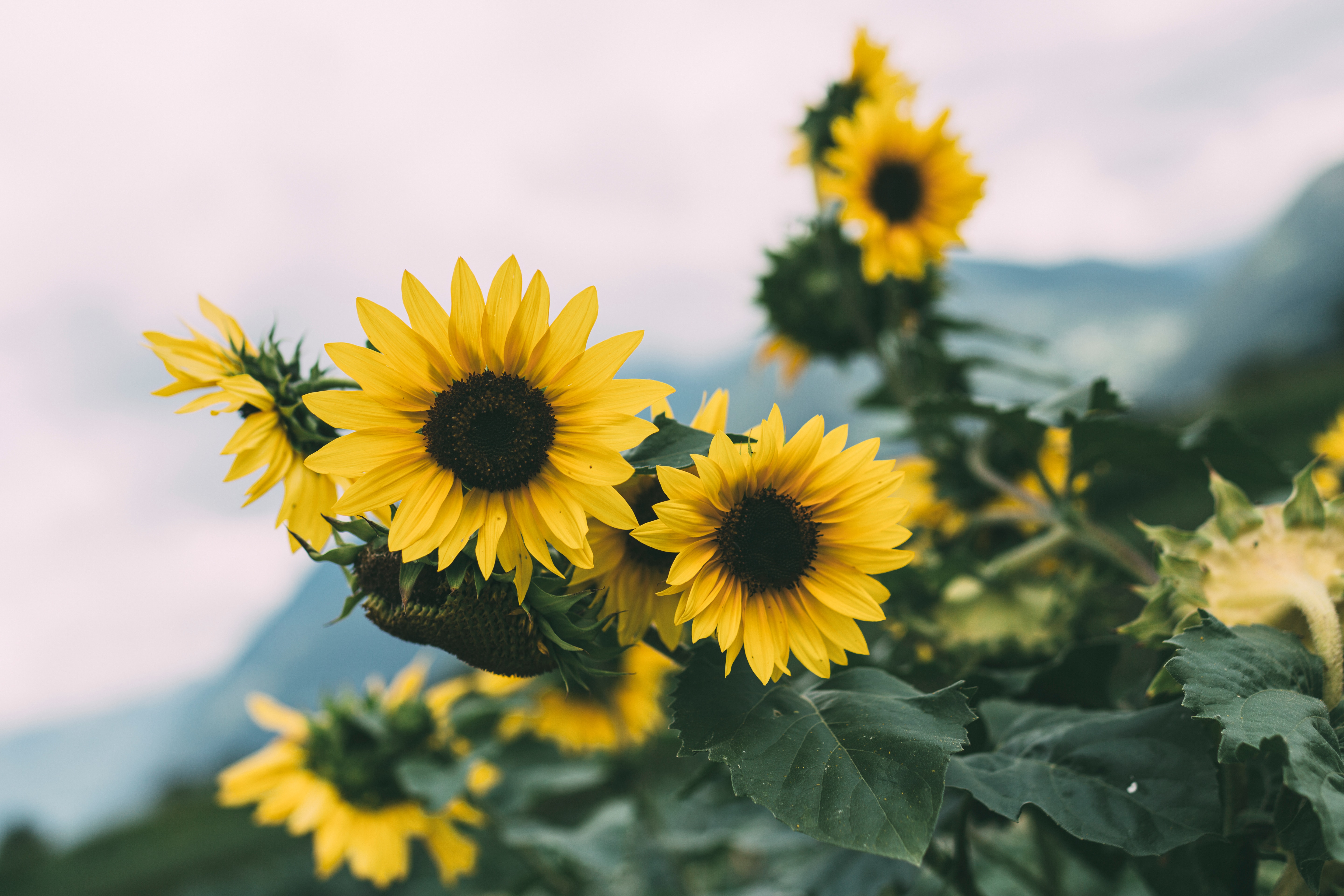 sunflower, flowers, yellow, plant, bloom, flowering Smartphone Background