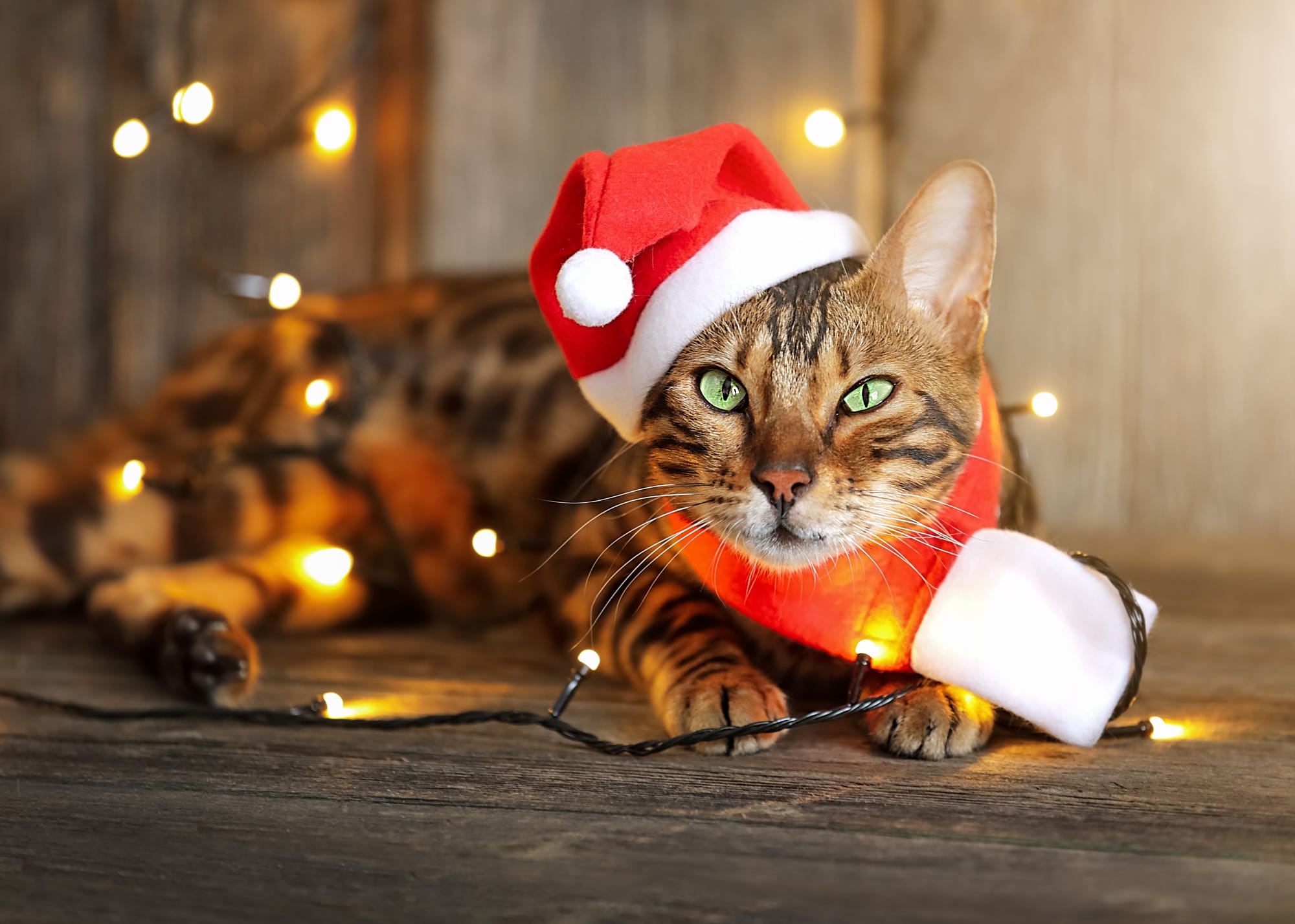 Handy-Wallpaper Tiere, Katzen, Katze, Weihnachtsmütze kostenlos herunterladen.