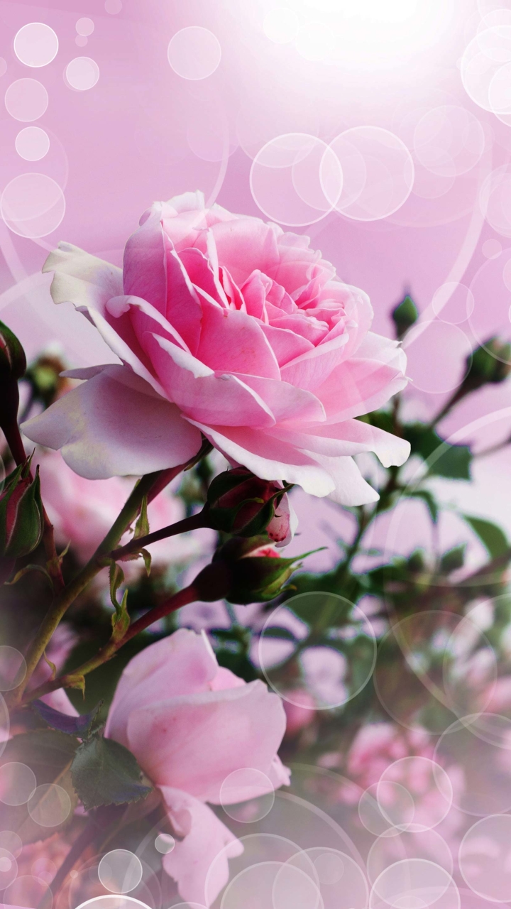 Скачати мобільні шпалери Квітка, Роза, Художній, Рожева Квітка, Рожева Троянда безкоштовно.