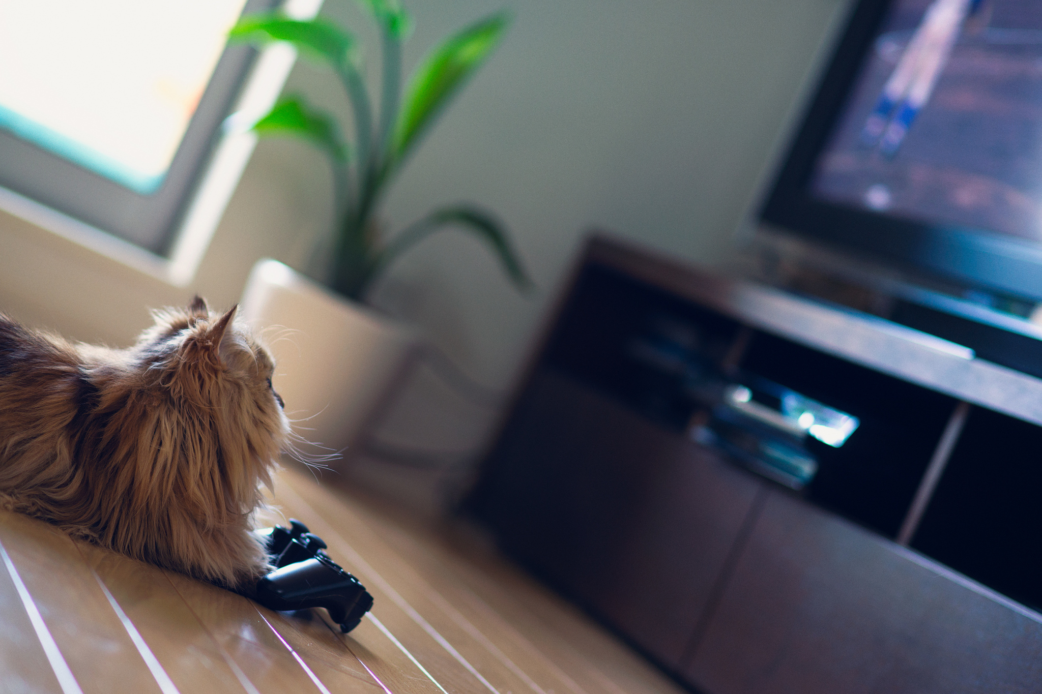 372963 descargar fondo de pantalla animales, gato, palanca de mando, gatos: protectores de pantalla e imágenes gratis