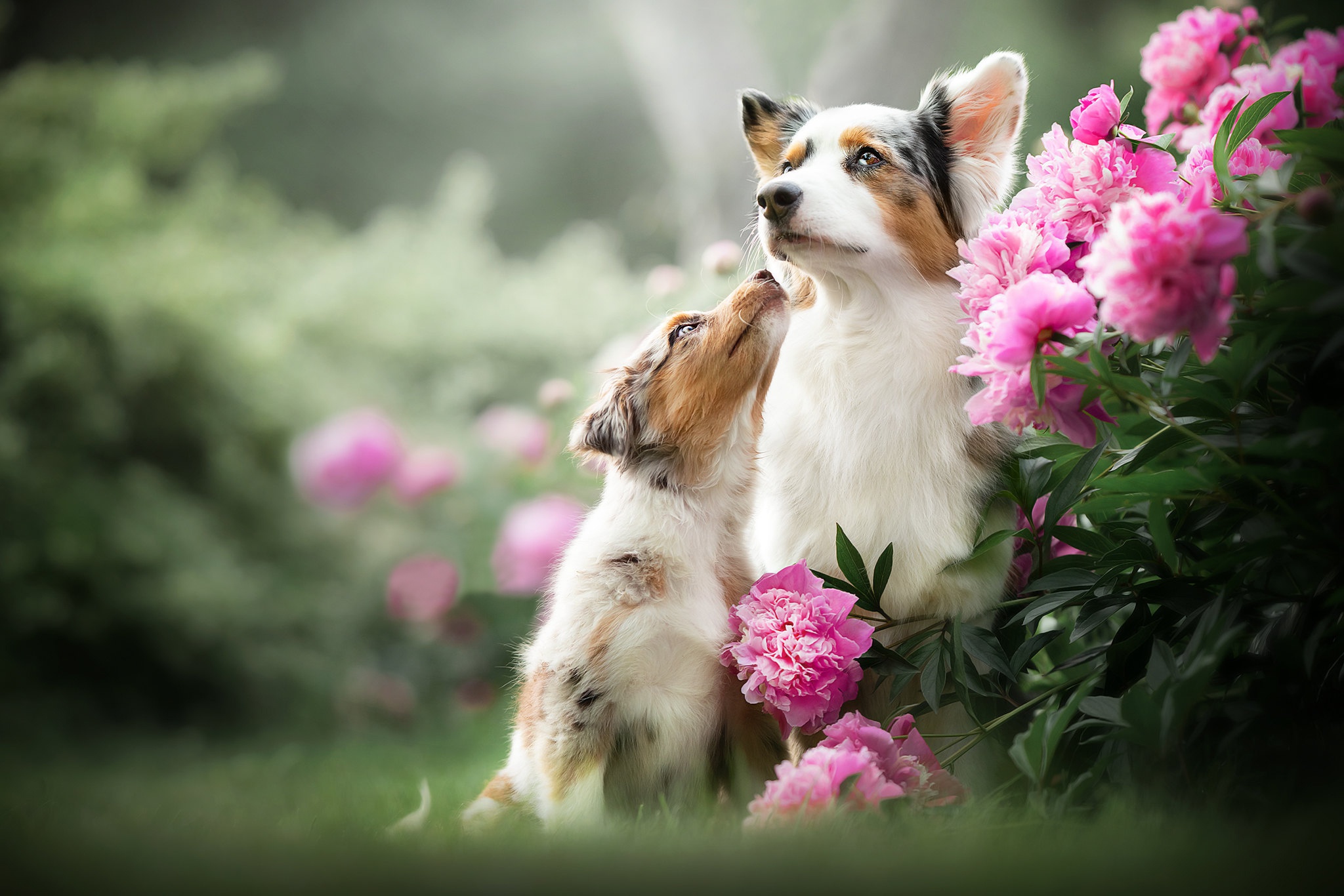 Free download wallpaper Dogs, Flower, Dog, Animal, Puppy, Peony, Baby Animal, Pink Flower, Depth Of Field on your PC desktop